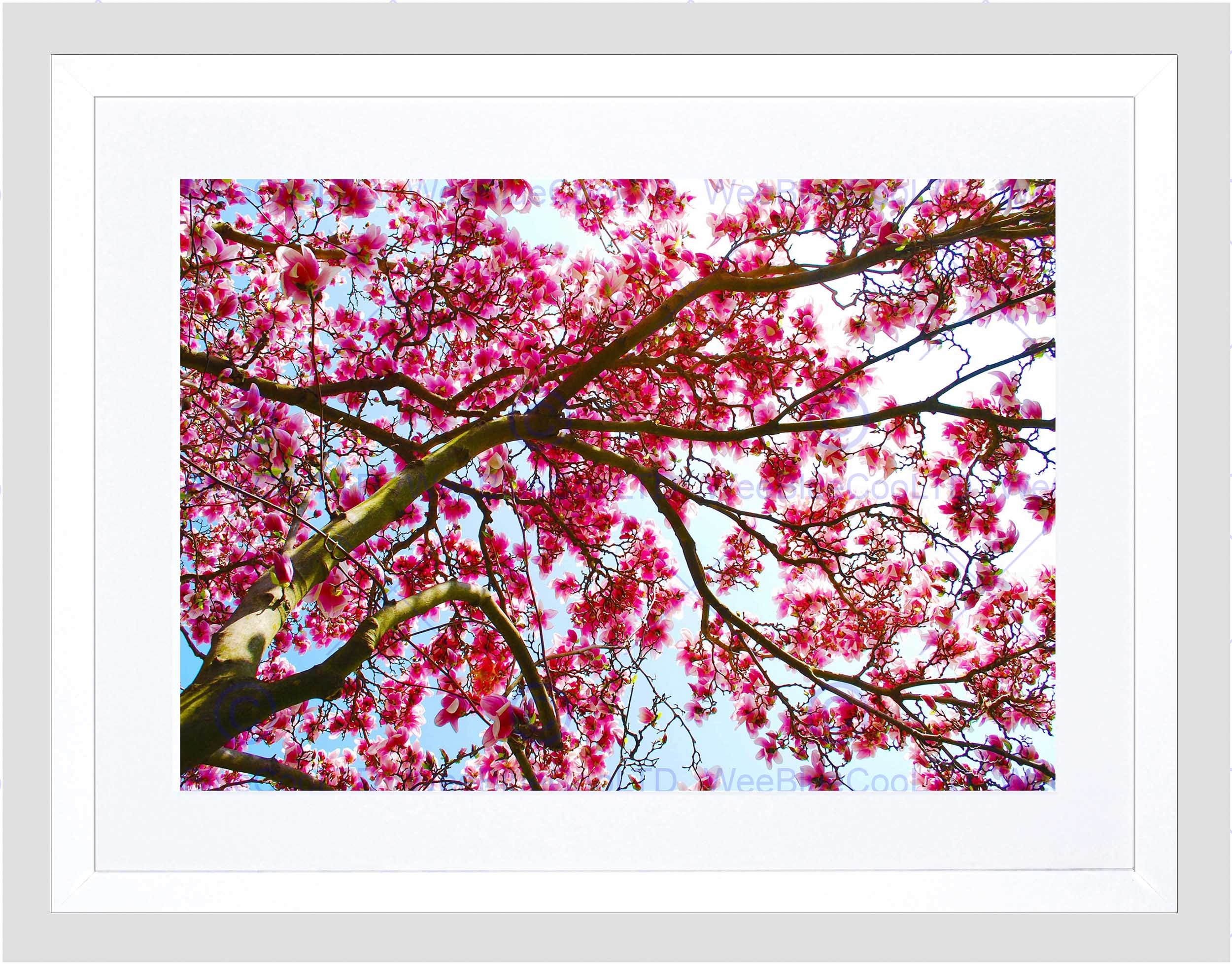 Wee Blue Coo Photo Composition Pink Blossom Spring Tree Branch Framed Wall Art Print