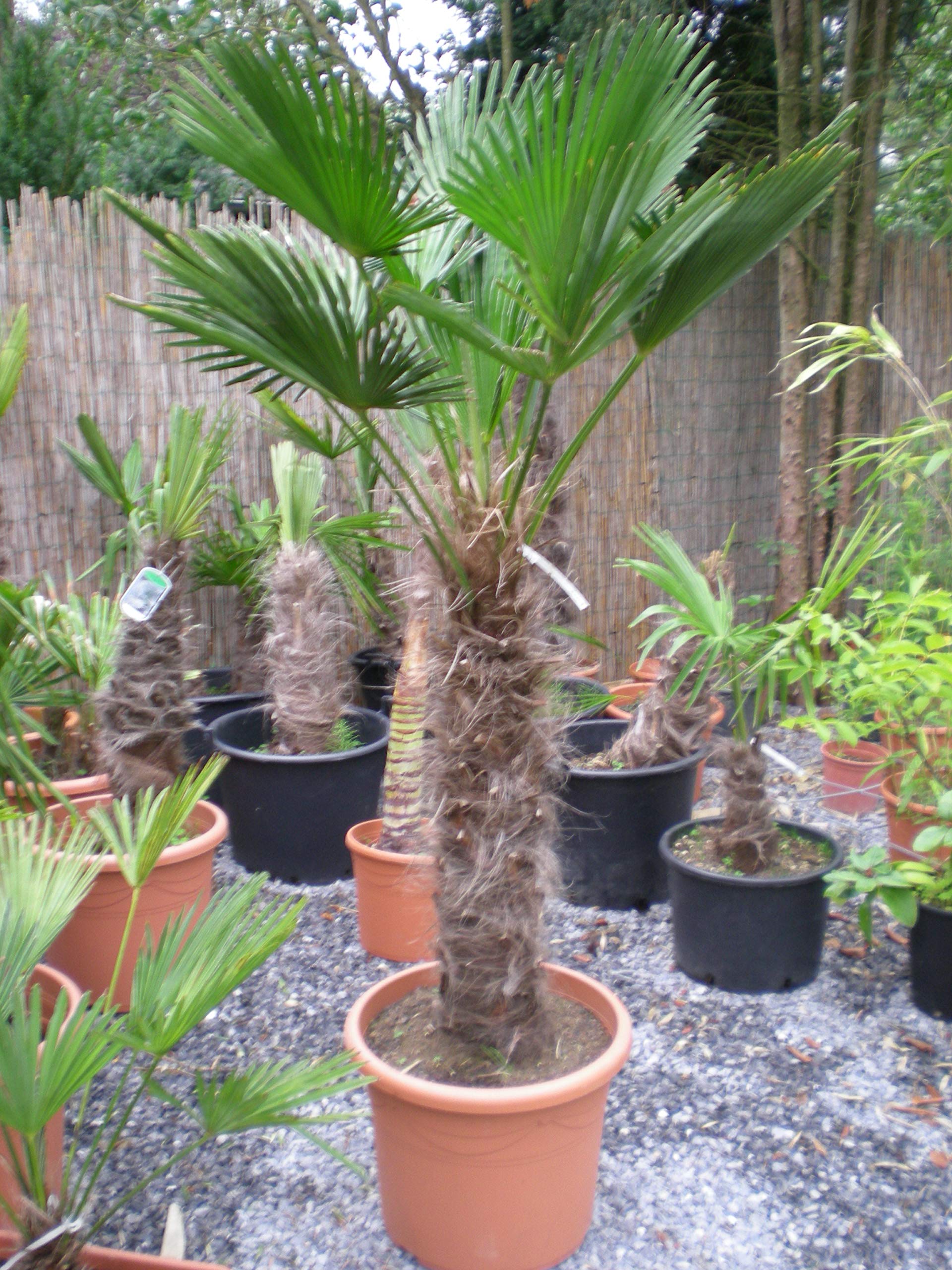 Abono para palmeras al aire libre, 3 kg