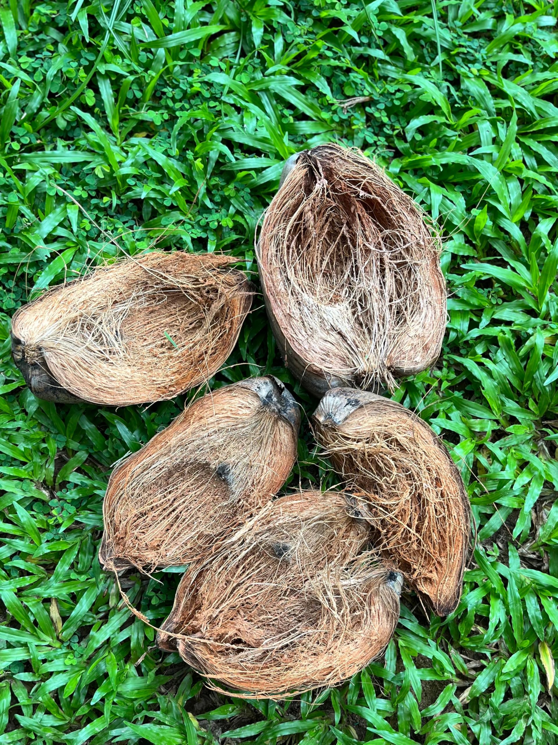 Coconut Husk, Natural Fibre for Gardening-image-43