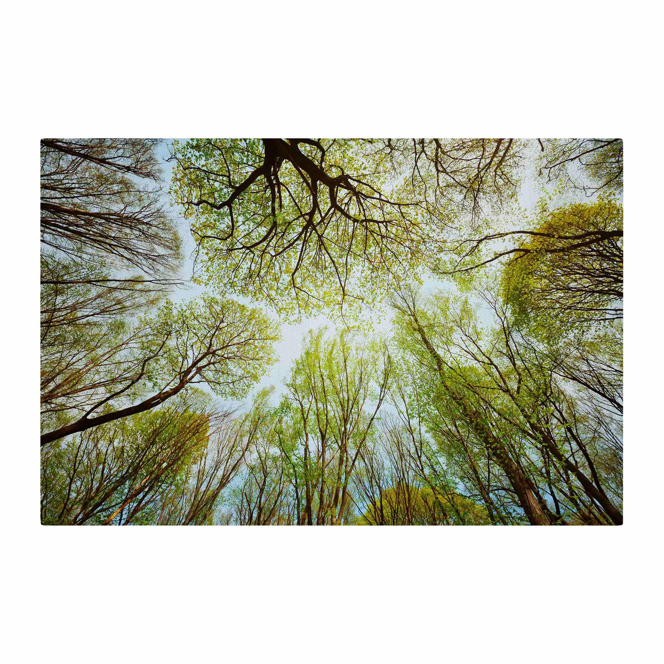 micasia Akustikbild Wald Bäume Natur Schallschutzbild 4cm Keilrahmen & Schallabsorber - Baum Modern grün Wohnzimmer Schlafzimmer Bild für bessere Raumakustik 1701 (150x100cm)