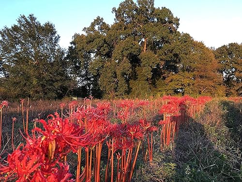 Miniatura 1 de The Southern Bulb Company - Bombillas de lirio de araña roja (Lycoris Radiata), perenne que florece en otoño, perfectas para climas del sur, paquete