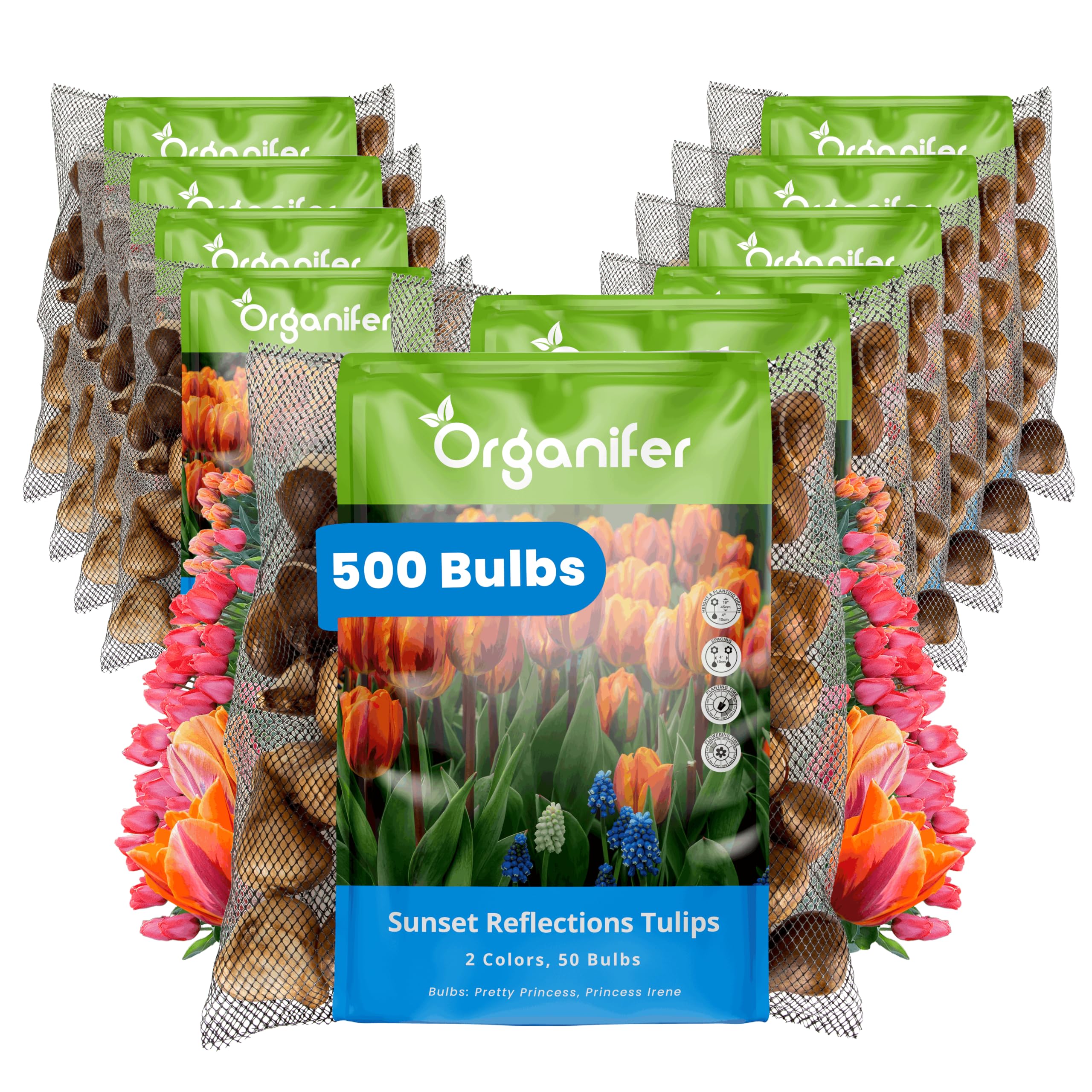 Bulbos De Tulipán
