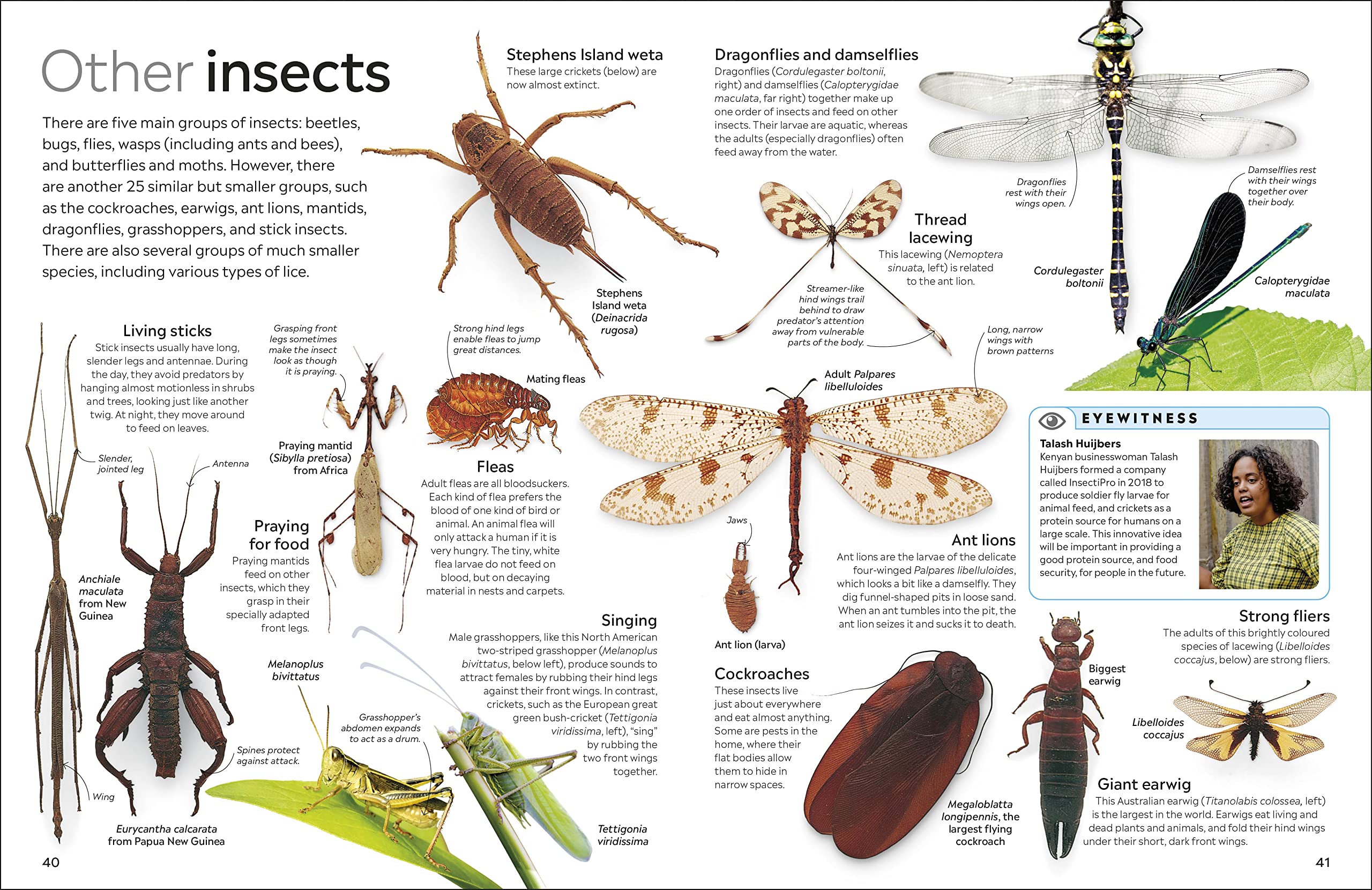 Insect: DK Eyewitness