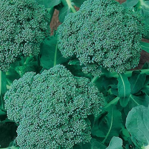 Green Sprouting - Semillas de brócoli Calabrese - 0.04 oz  250-350 Semillas - Sin OMG, reliquia, polinizado abierto, huerto, micro verduras y brotes