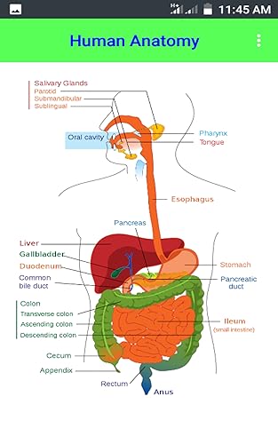 Human Anatomy