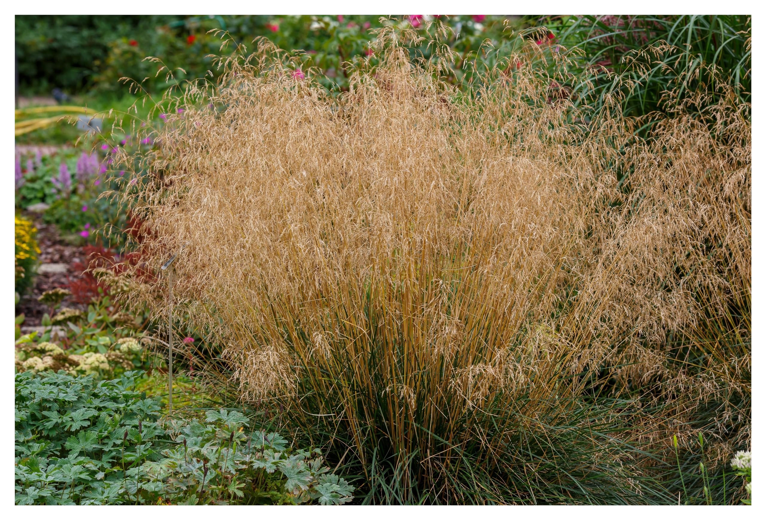 Stauden Gänge 10 x Deschampsia cespitosa 'Tauträger' Rasenschmiele | Winterhartes Ziergras für Sonne bis Halbschatten, Blüte JJuni bis Oktober, mehrjährig, 1 L Topf (11x11 cm)