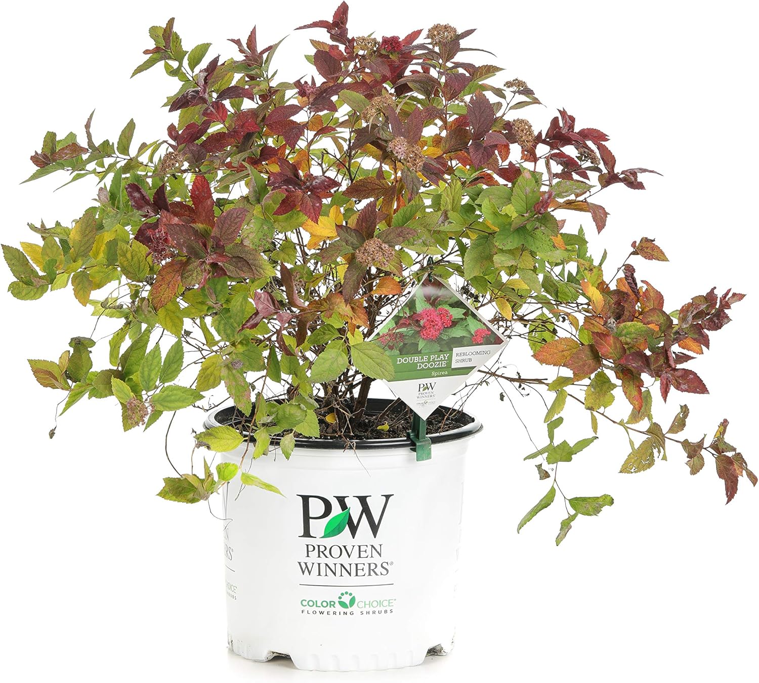 Proven Winners SPIPRC1113135 Double Play Doozie Live Shrub, 3 Gallon, Red Patio