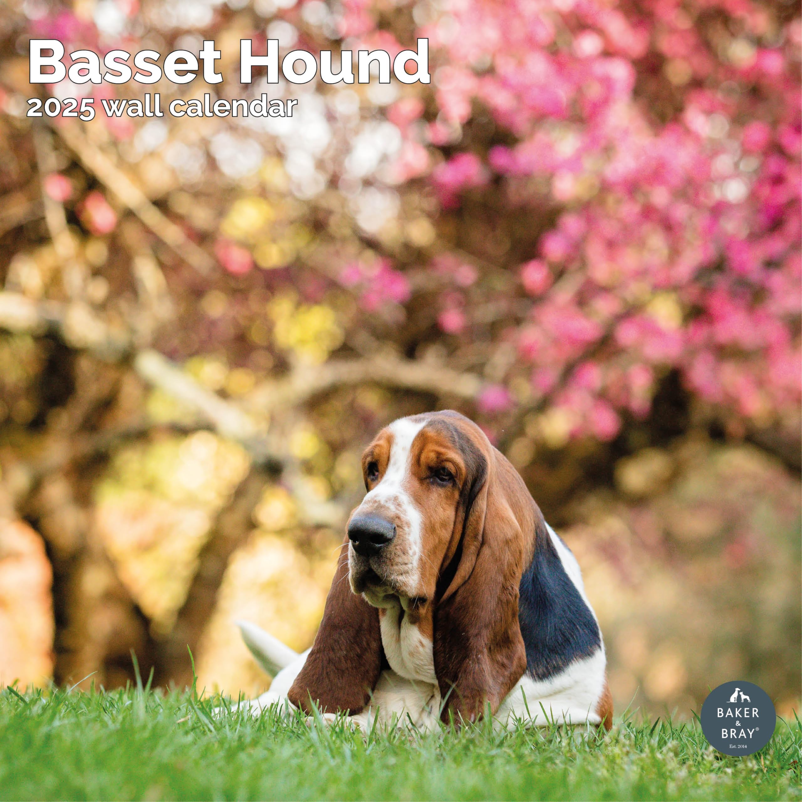 Baker and Bray Basset Hound Calendar 2026, Large Square Wall Calendar With Organisational Stickers, 16 Month, Basset Hound Gift Dog Calendar
