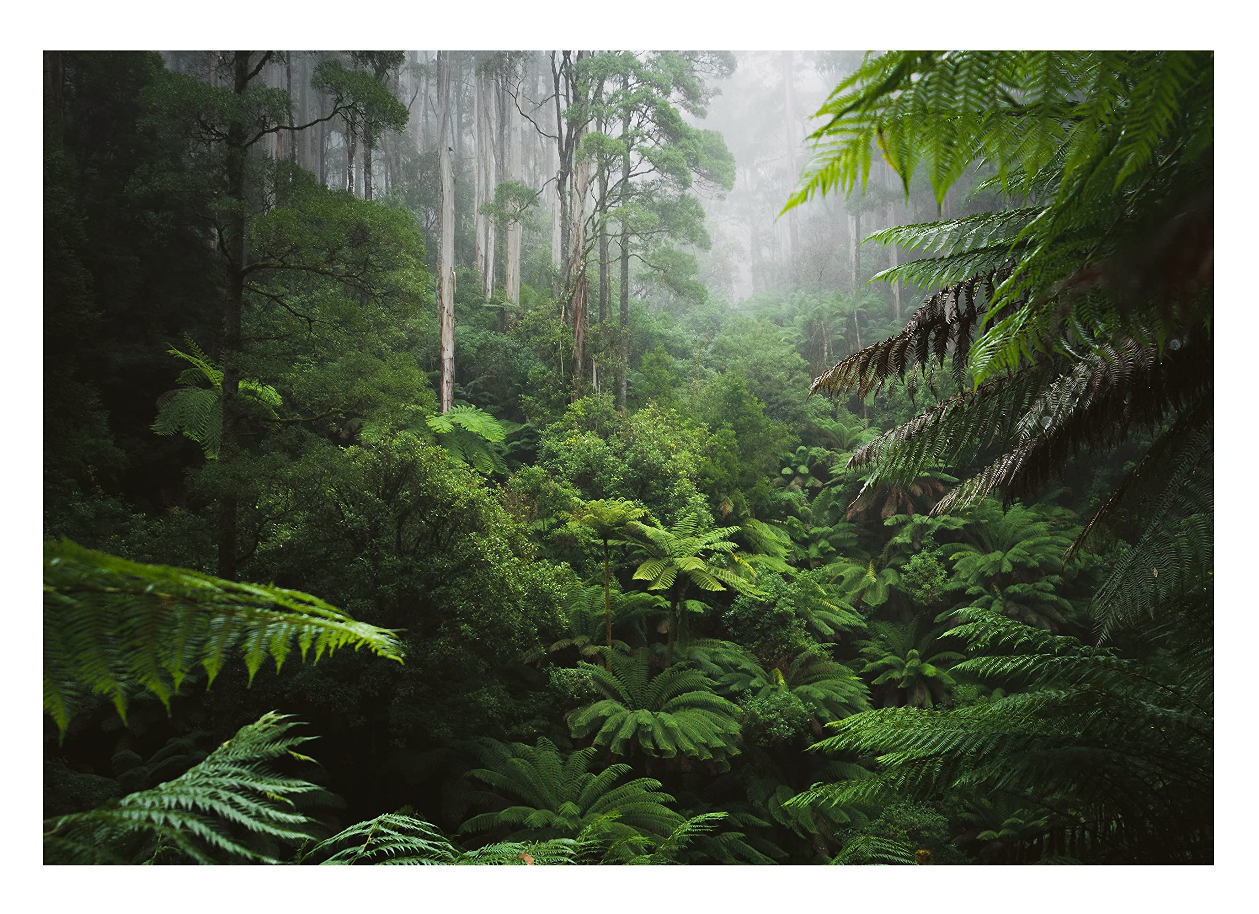 Carta Da Parati Fotografica Foresta Tropicale Giungla Bosco Nebbia - Include Colla - Moderna Design Carta per Pareti Soggiorno Camera Da Letto Sala Fotomurali In Tessuto Non Tessuto TNT (368x254 cm)