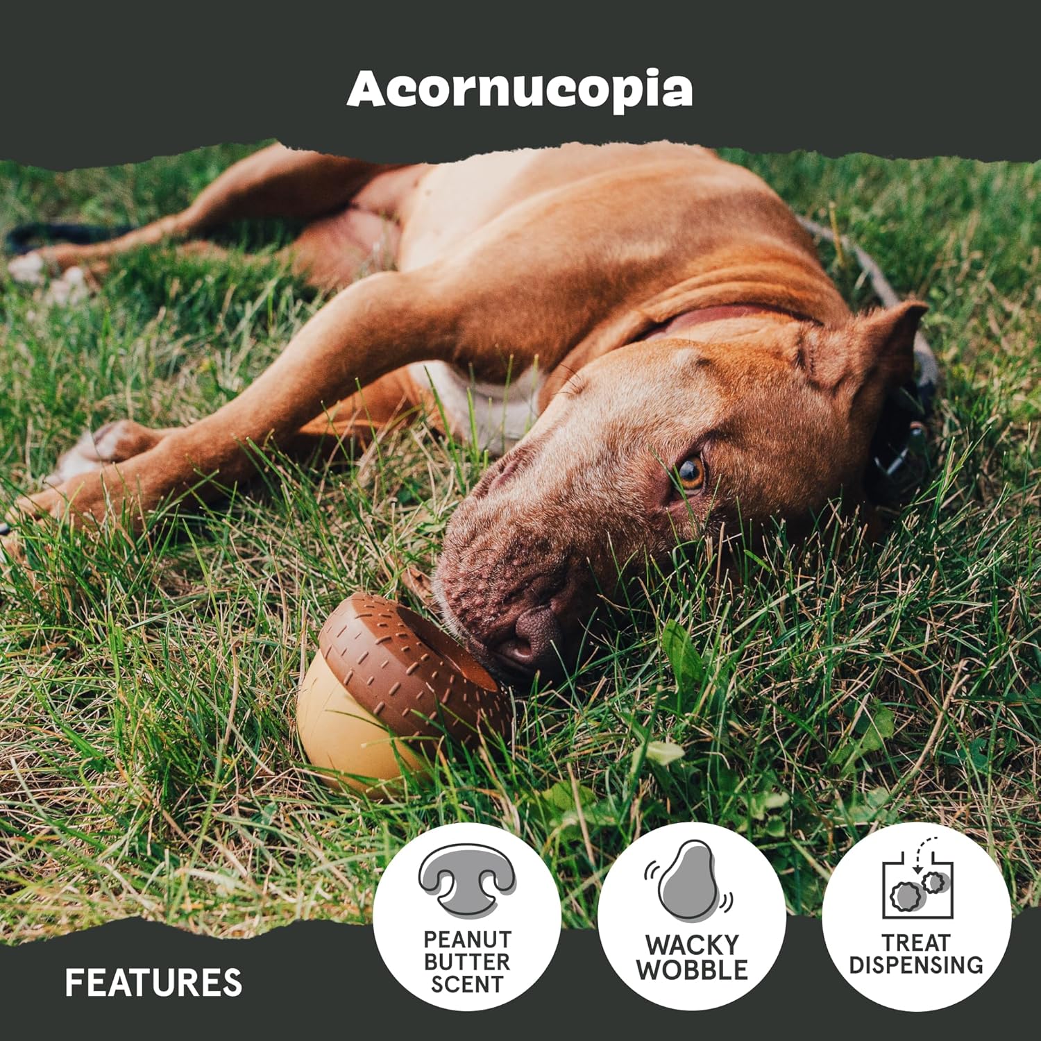 Barkbox Super Chewer Dog Toy & Treat Bundle – Acornucopia Treat-Dispensing Rubber Chew Toy with Go Nutty Honey Peanut Soft-Baked Dog Treats