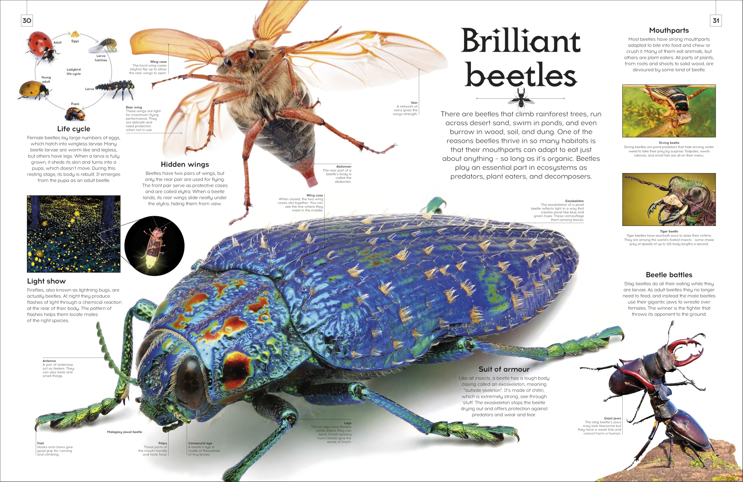 Shapes of Nature: A Big, Beautiful Book of the Natural World for Kids