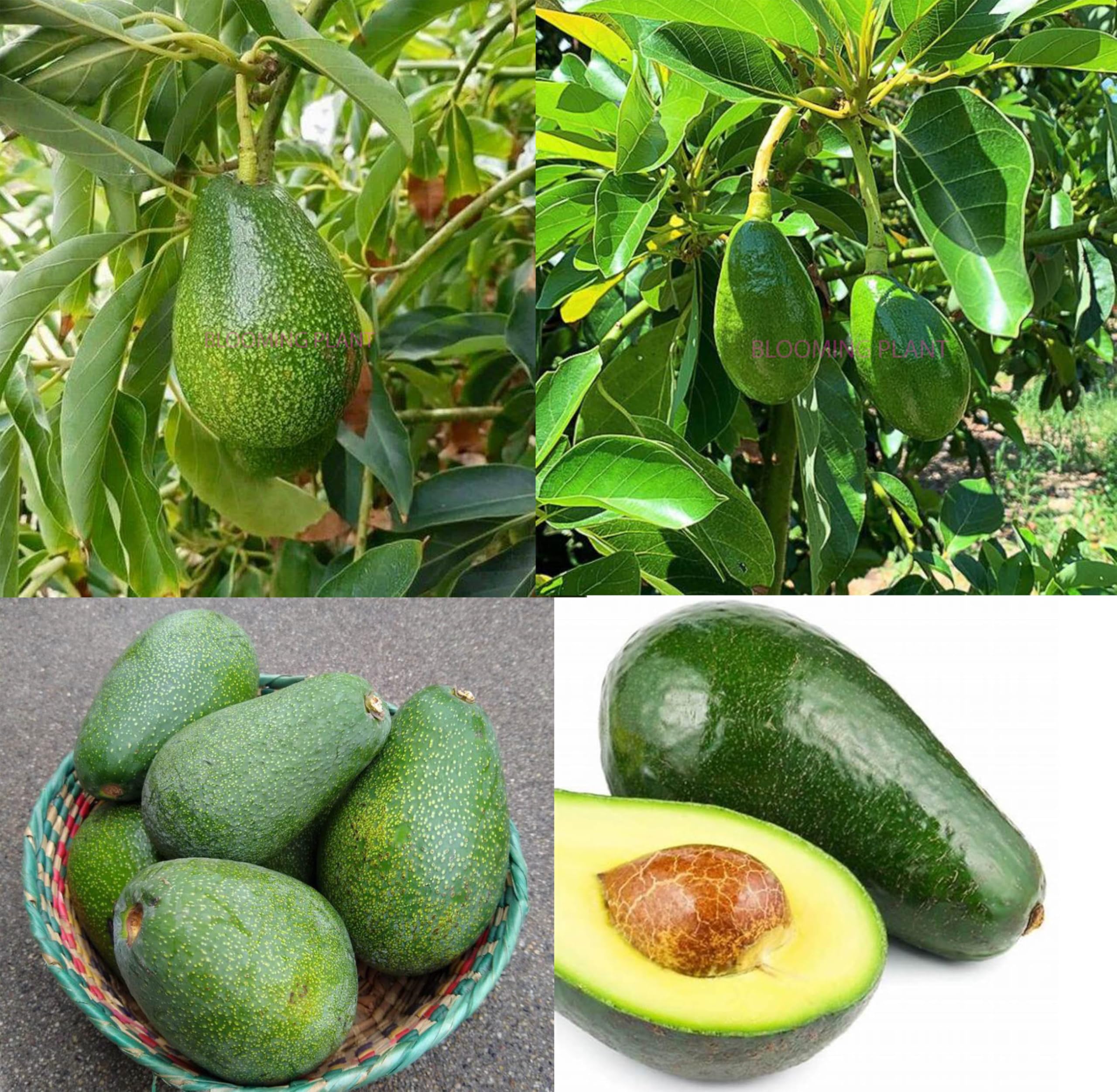 Live Fuerte Avocado Plant Grafted/Pear Butter Fruit Plant - Grafted, Hybrid Dwarf Fuerte Variety Fruit Tree For Home Garden (1-2 Feet Height Healthy Plant in Poly Bag).