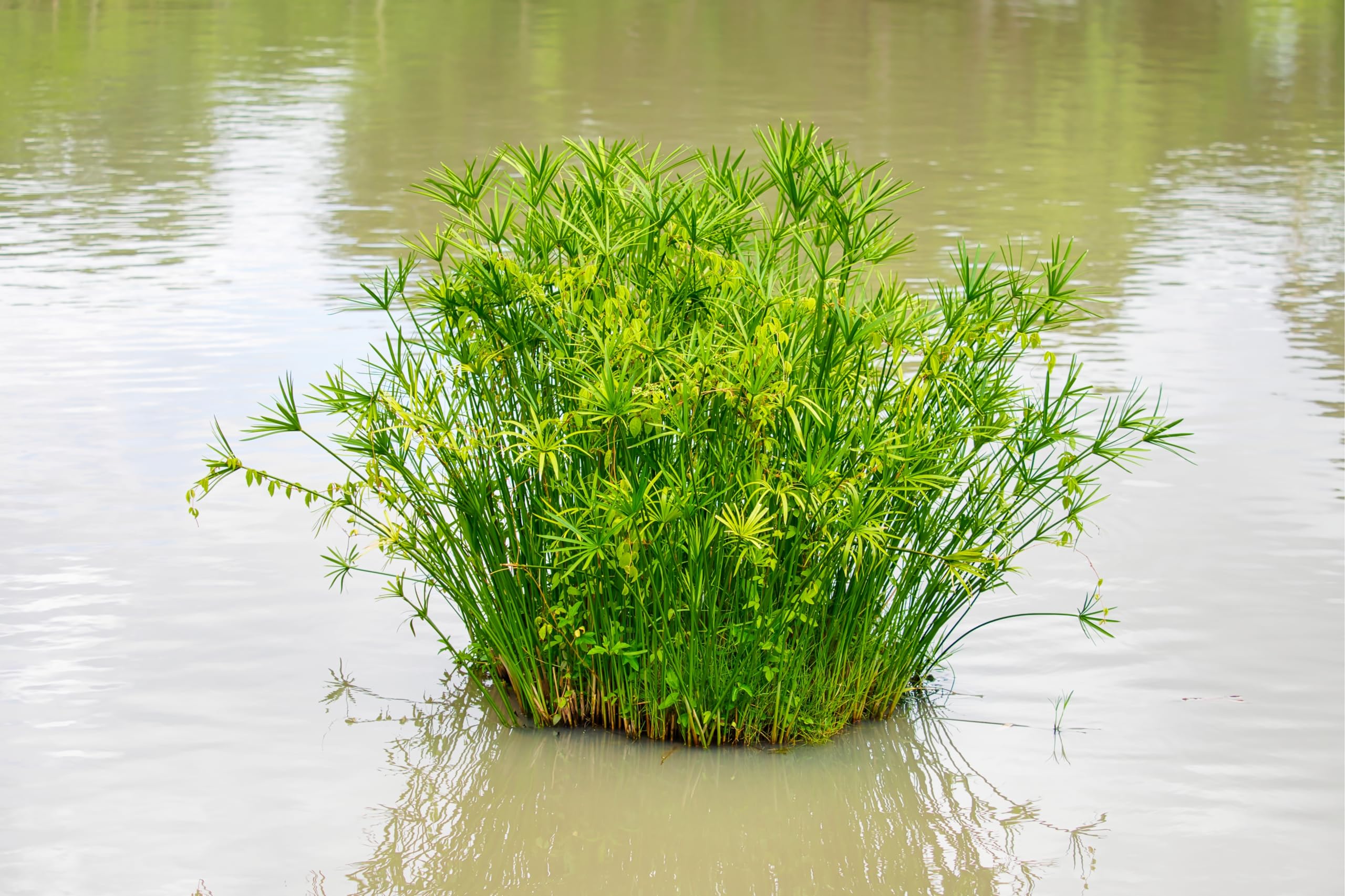 Lincolnshire Pond Plants Ltd - Cyperus alternifolius Gracillis - Marginal Pond Plants - MP030-3 / 9cm