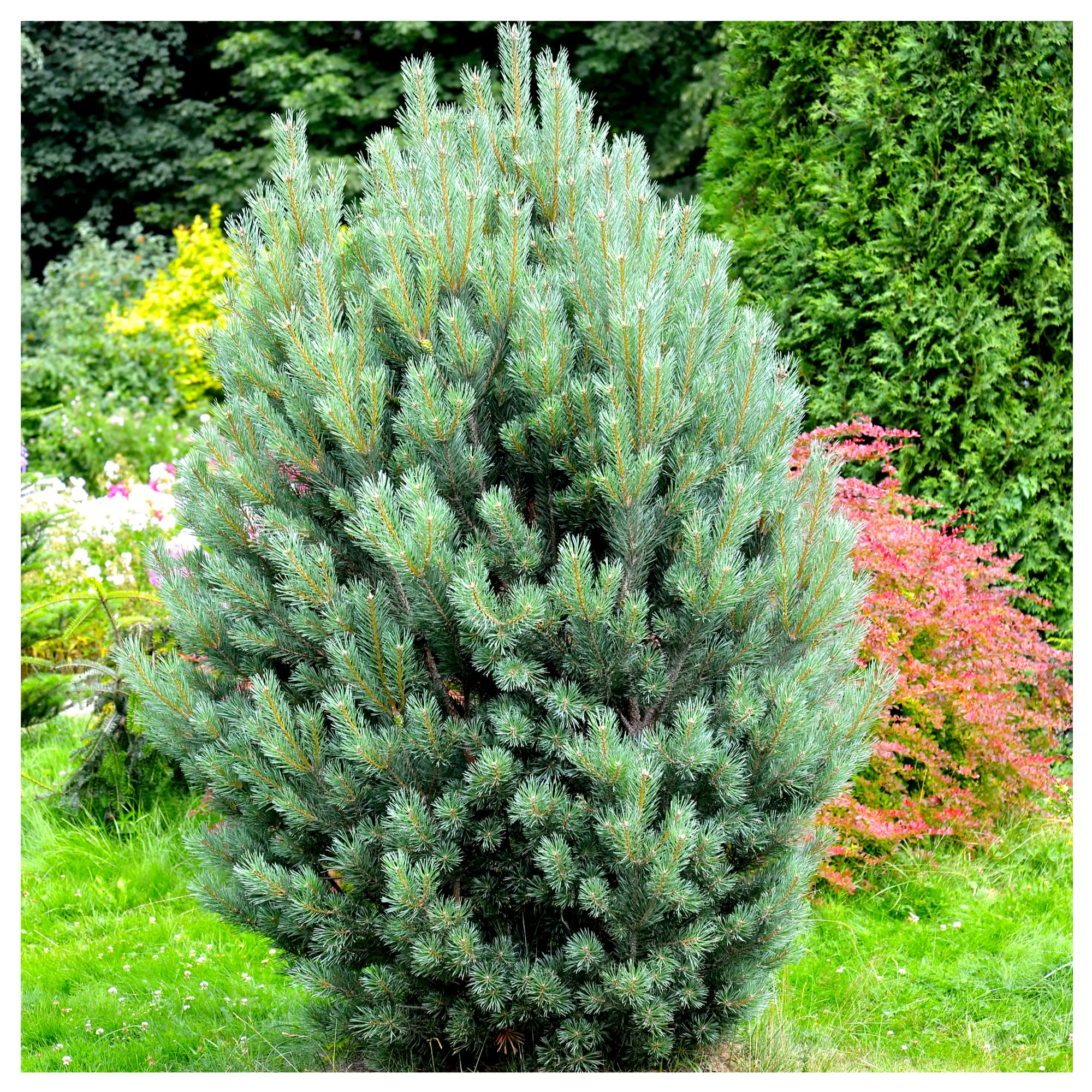 Scots Pine Tree 2-3ft Tall, in a 2L Pot, Native Evergreen, Pinus Sylvestris 3fatpigs®
