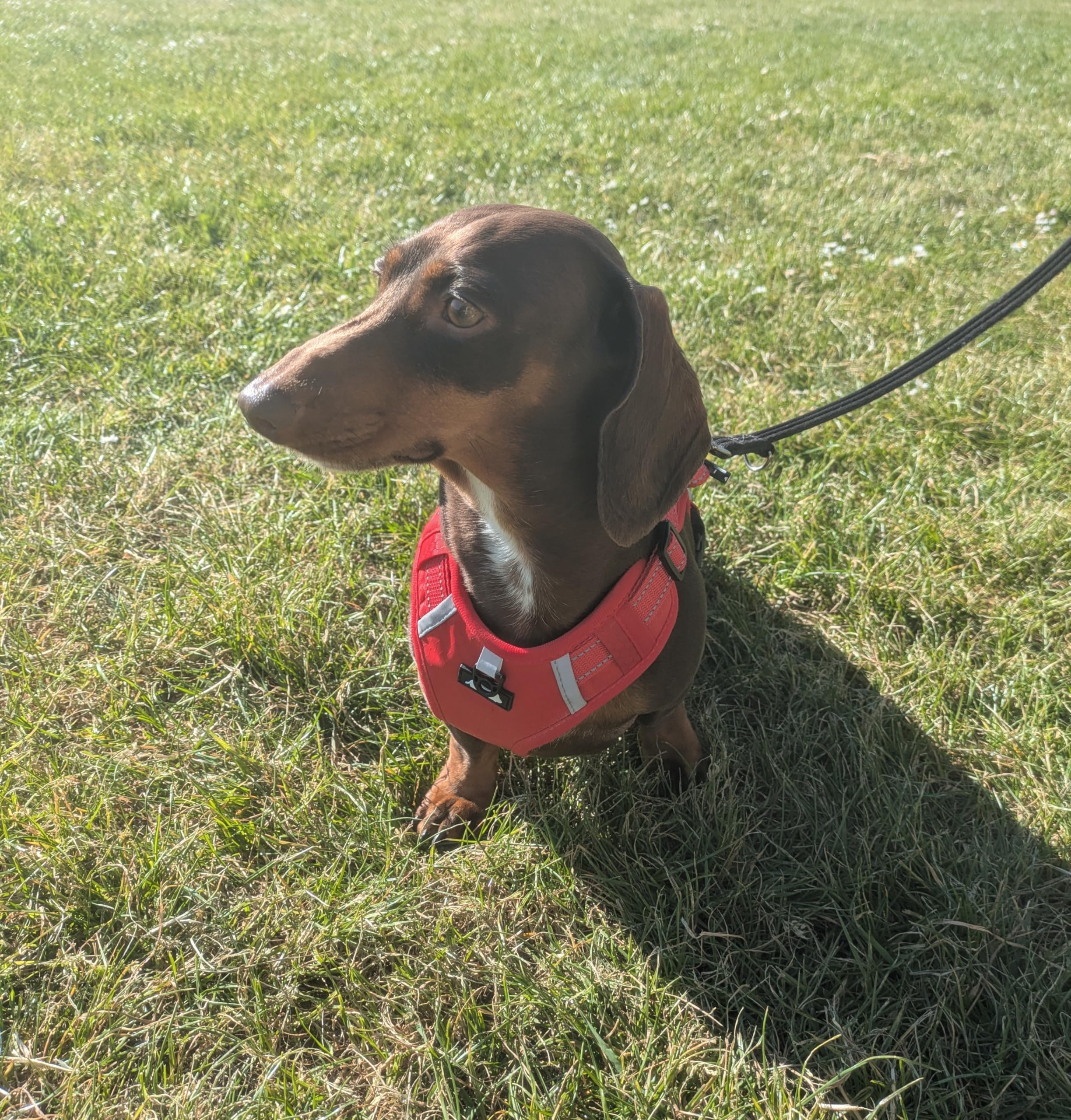 Miniature Dachshund Harness, Animal Harness for Small Dogs (Red, Small)