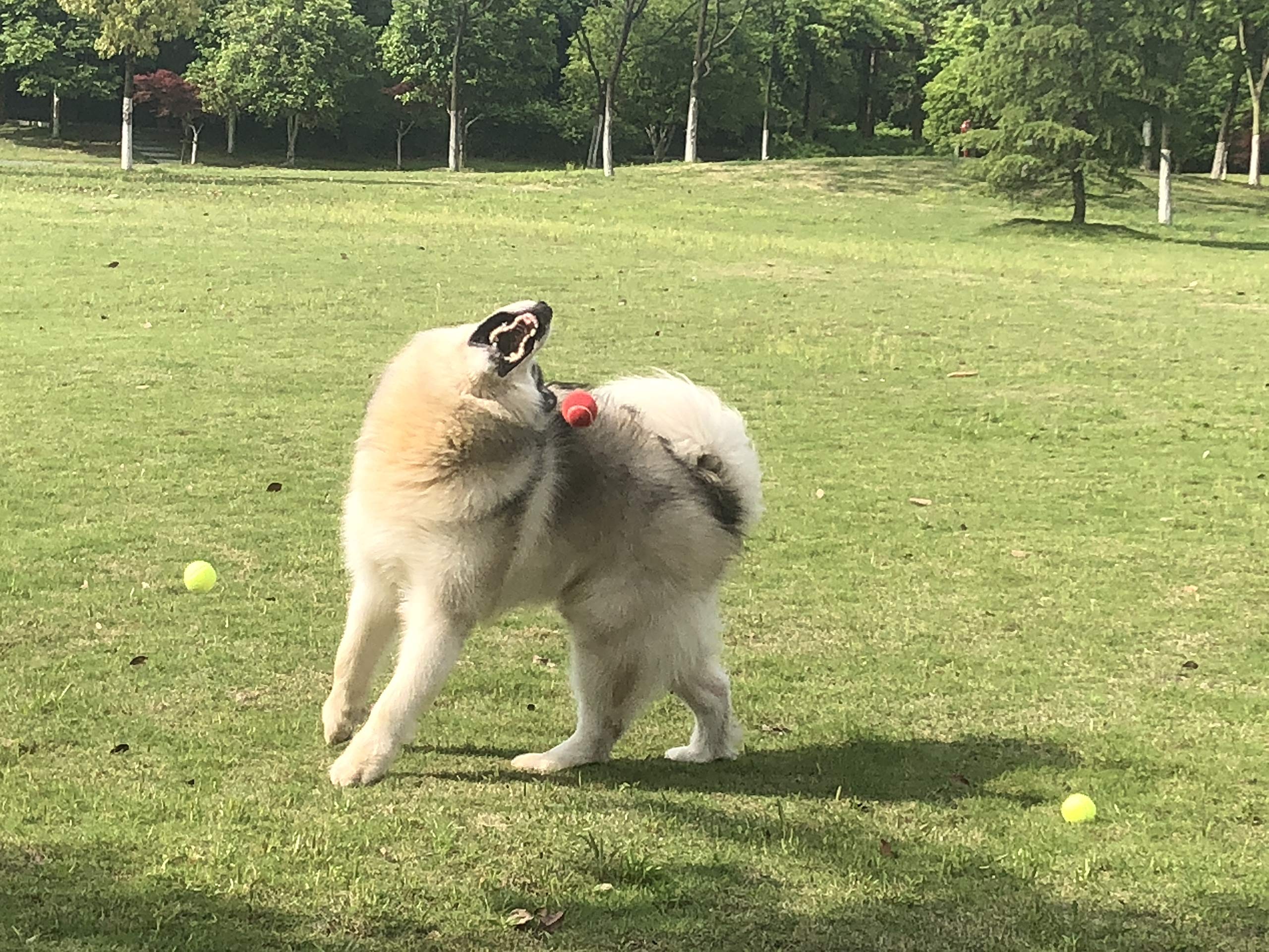 insum Tennis Ball for Dog Pack of 12 Colorful Easy Catching Pet Dog Ball(2.0'',12Pack)