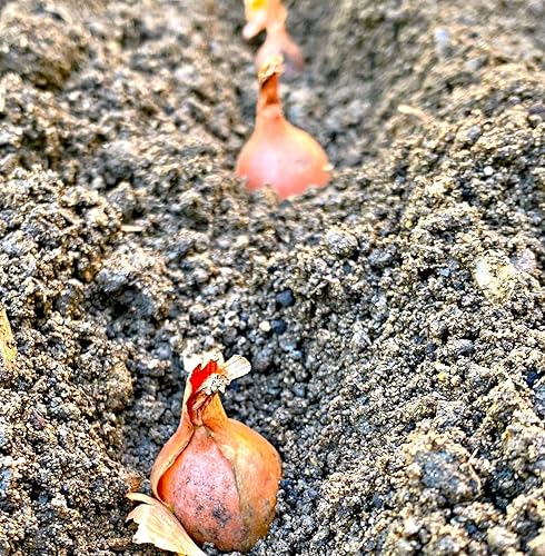 Miniatura 2 de TomorrowSeeds - Juegos de chalota Nero (Bulbs) - 4 libras - para semillas de siembra 2025 Hybrid F1 Round Traditional Echalote Cebolla Set Cebolleta