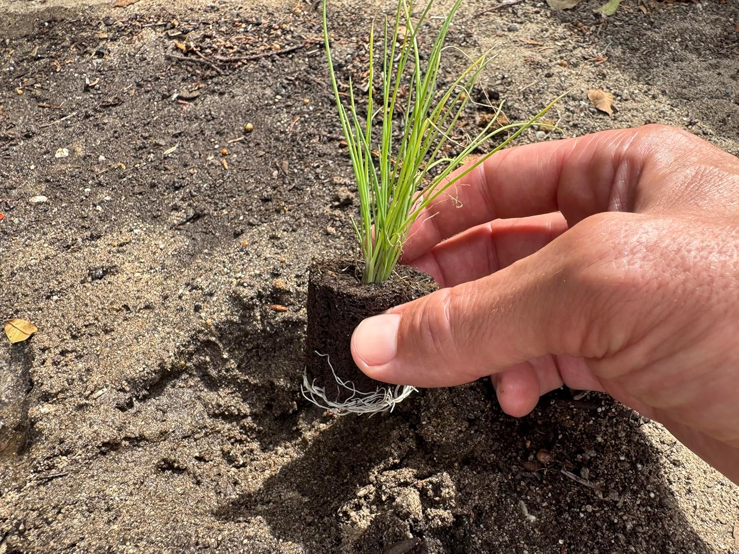 Green Onion Seedlings: Ready-to-Plant, Starts, Starters, Plugs, Garden Ready, Live Plants, Transplants, Pre-Sprouted, Soil & Hydroponic Gardens (6 seedlings)