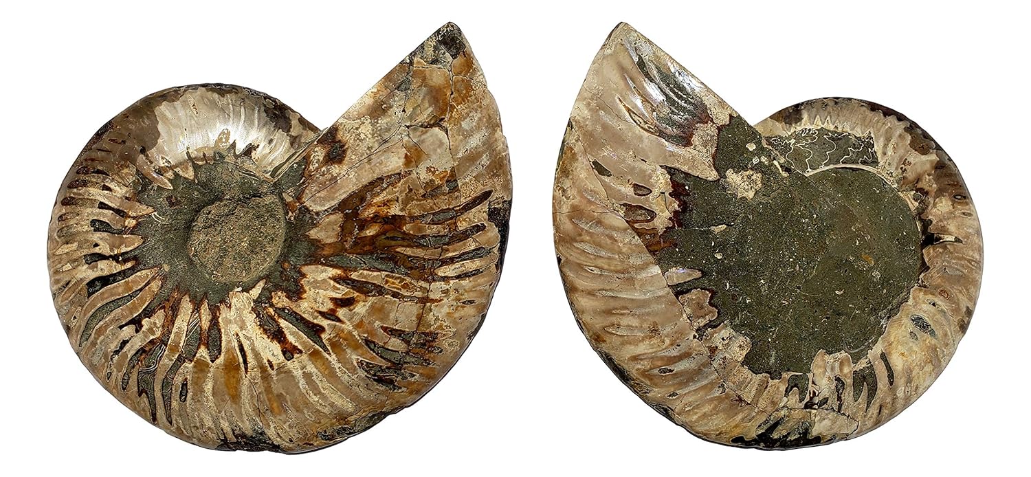 Genuine Ammonite Fossil Pair - Split and Polished - from Madagascar (8)