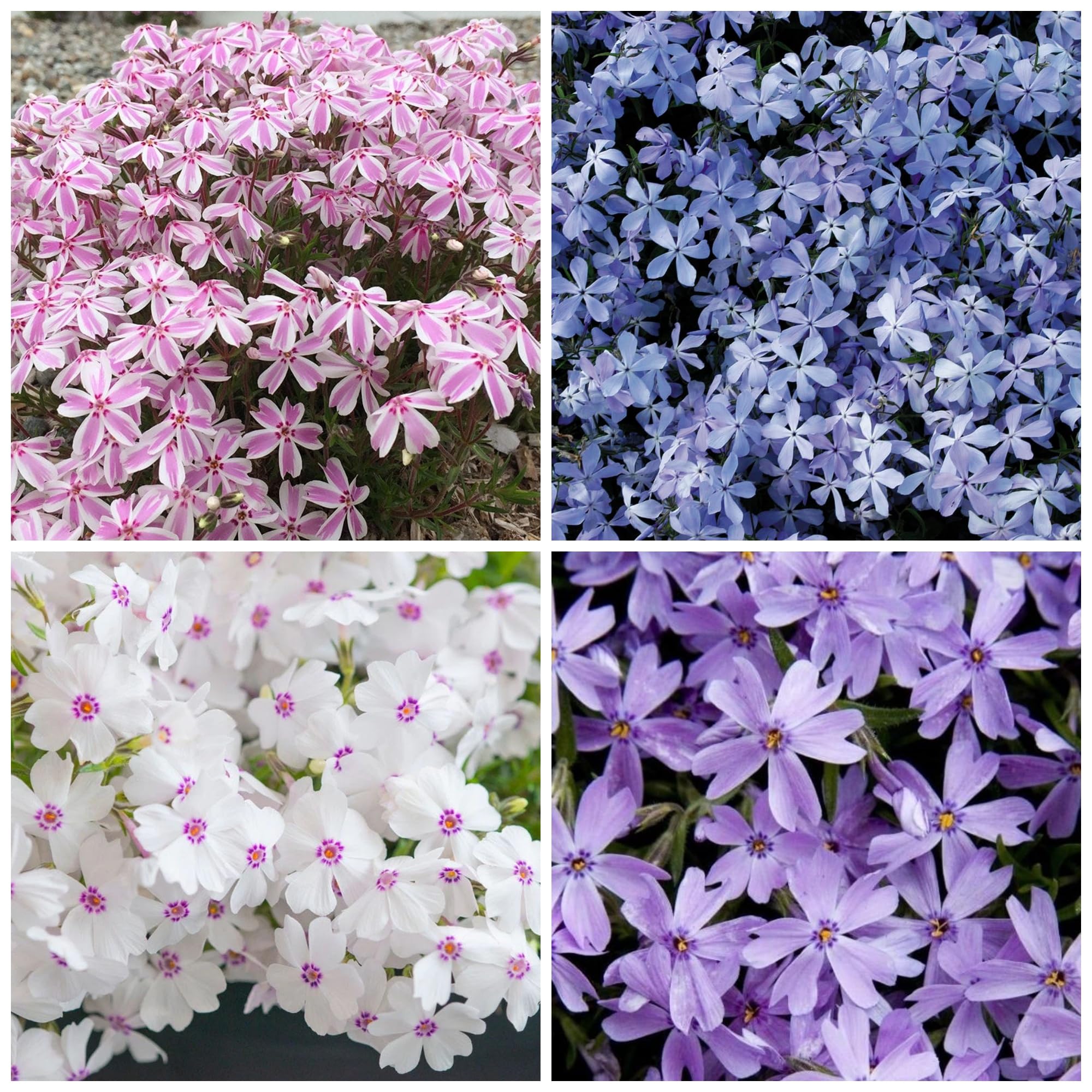 Amazon.com : 1200+ Creeping Phlox Seeds for Planting - Annual