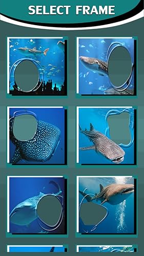 Quadros de foto de tubarão-baleia