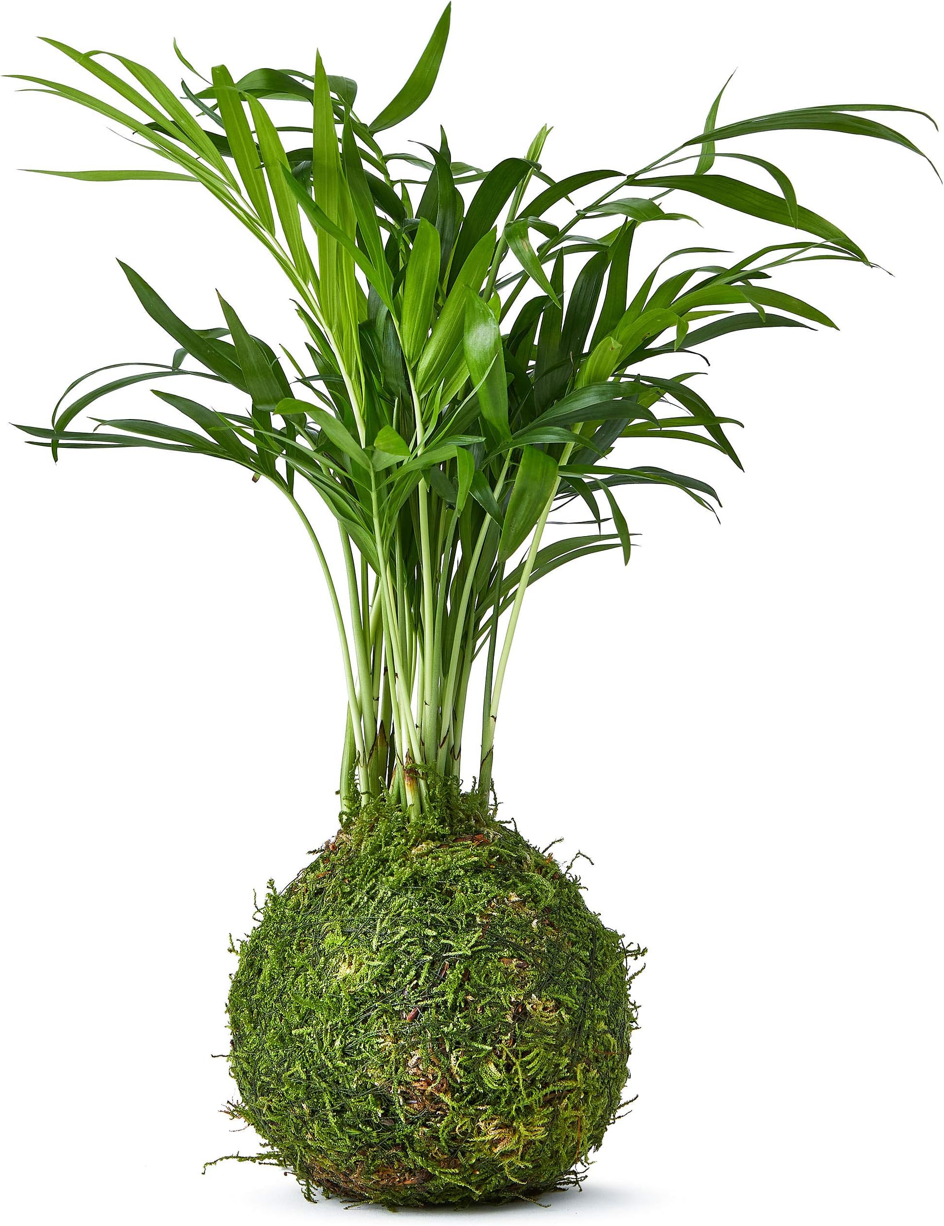 Tranquil Plants Home Decor Palm Bonsai Tree Indoor Plant Embedded in Green Moss Ball for Bedroom - The Green Moss Ball - Japanese Zen Gardens and Bonsai Gardening Gift Indoor Plant 25cm