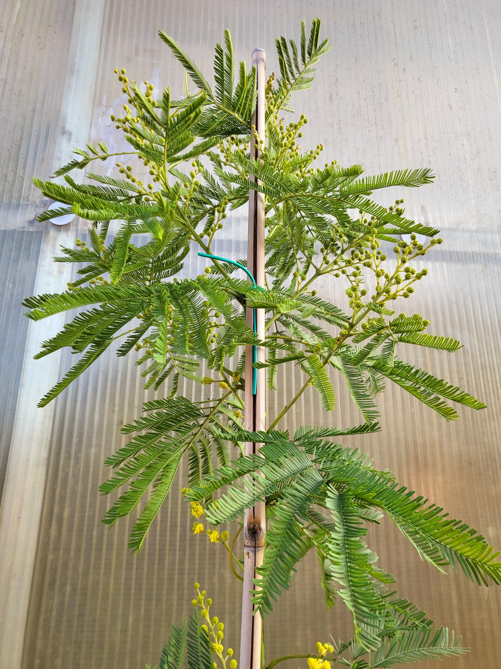 POWERS TO FLOWERS - MIMOSA DA GIARDINO VARIETA' GAULOIS altezza 180cm, OFFERTA ULTIMI 30 PEZZI !!!!! pianta vera