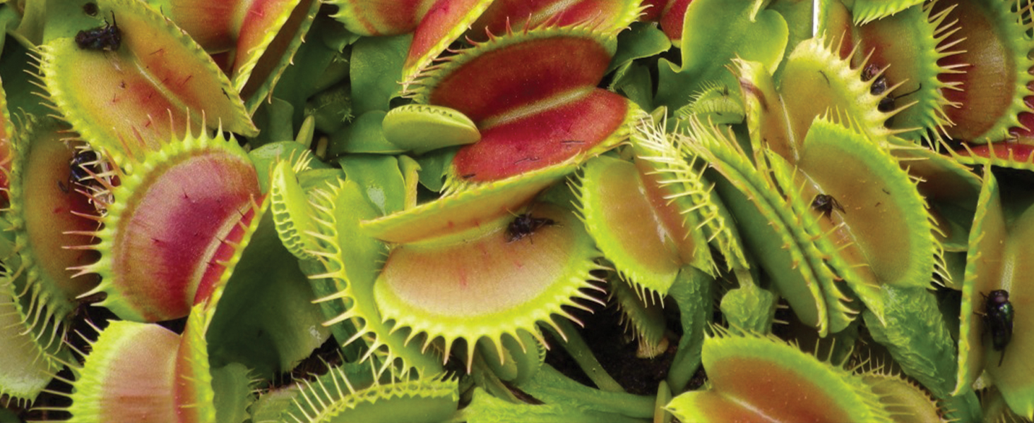 Kalapanta Terriccio Piante Carnivore, 2 Litri - Biologico, Miscela Professionale di Torba Bionda Acida, Neutra e Perlite Espansa, Adatto a tutte le specie di Piante Carnivore