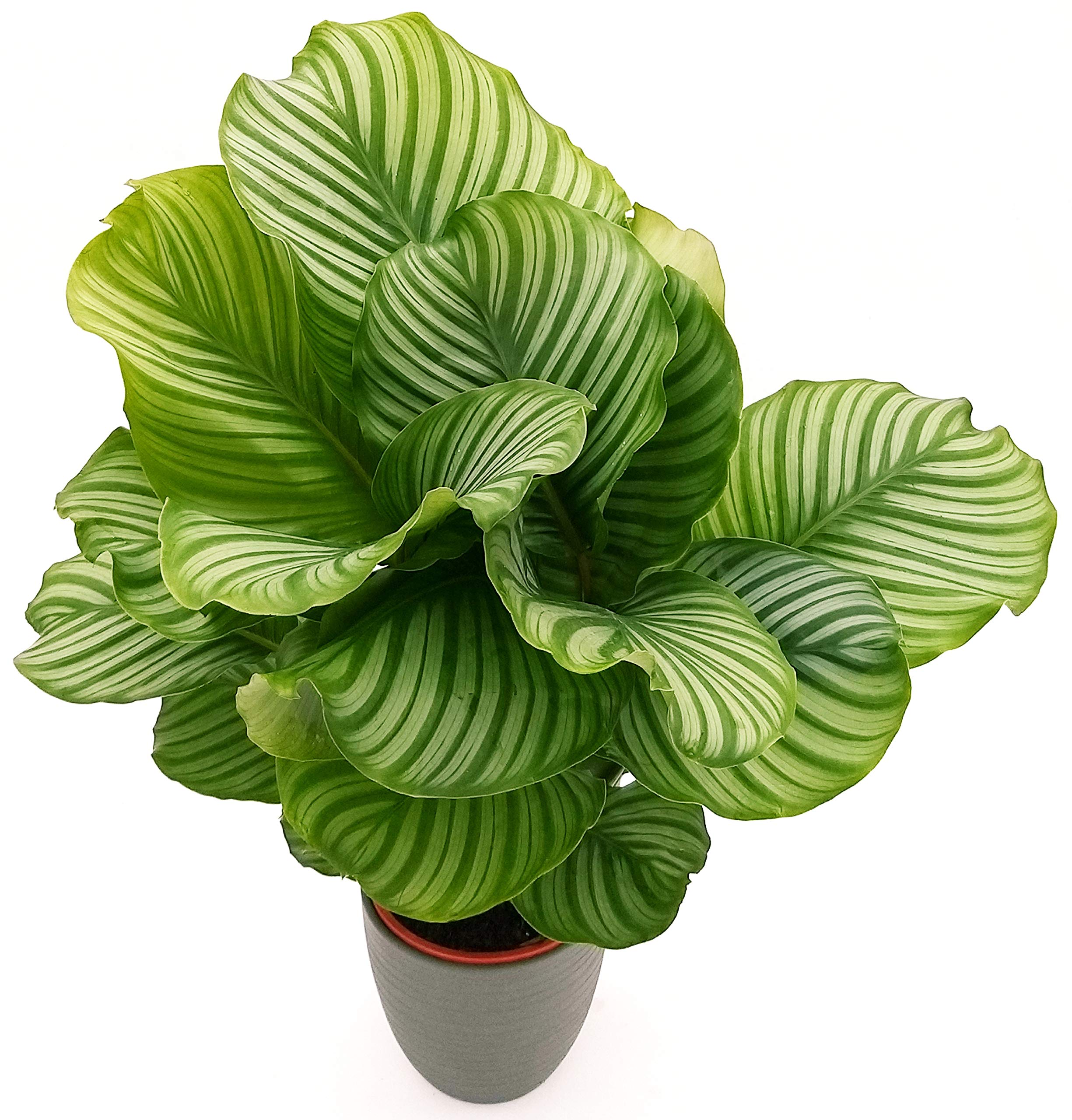 künstliches efeu im topf Künstlicher Efeu im Topf 20 cm UV – Easyplants Deutschland main image 0