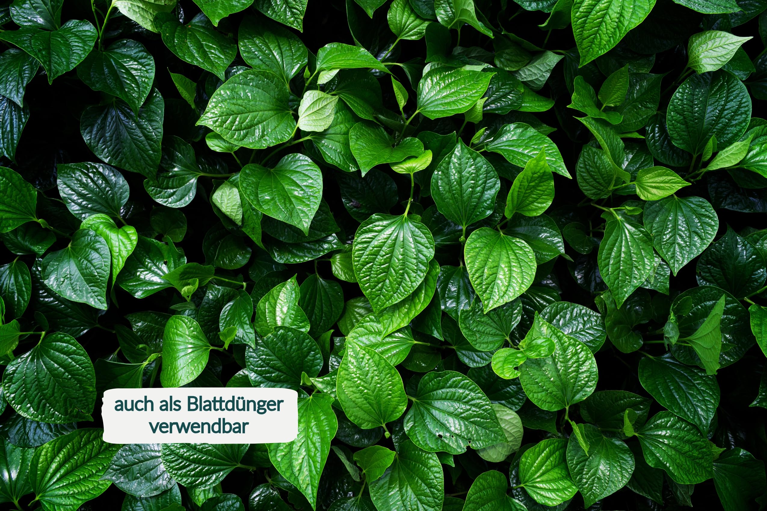 kaffeepflanzen dnger Kaffee Pflanzen Dnger von Flora Boost fr gesundes Wachstum