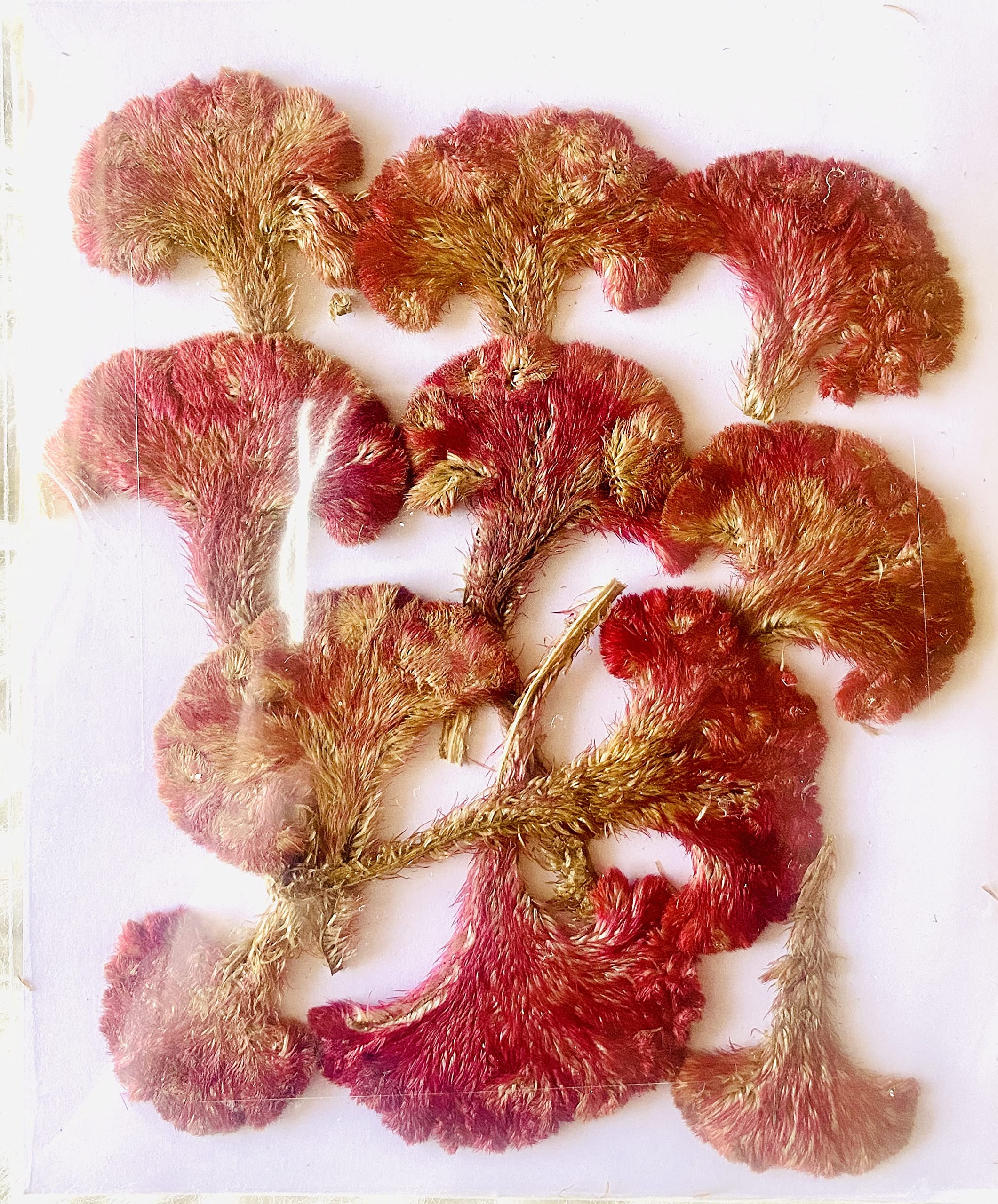 Little Bundles Natural Real Dried Pressed Flowers for Art Craft Mixed & Multicolor for Soap Artificial Candles Scrapbooking DIY Resin Jewelry Pendant (A23)