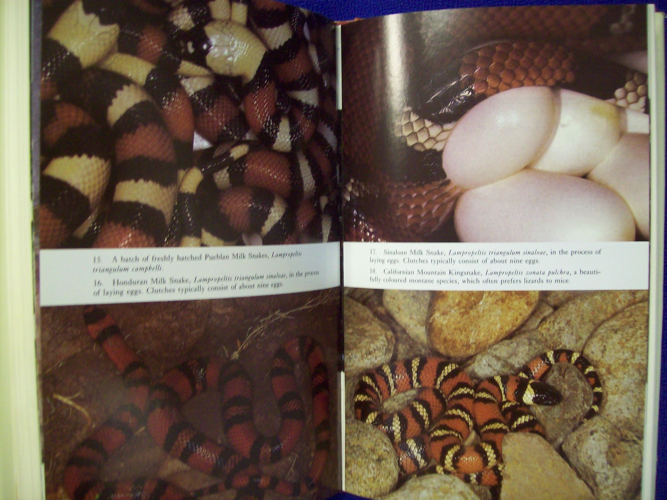 Keeping and Breeding Snakes