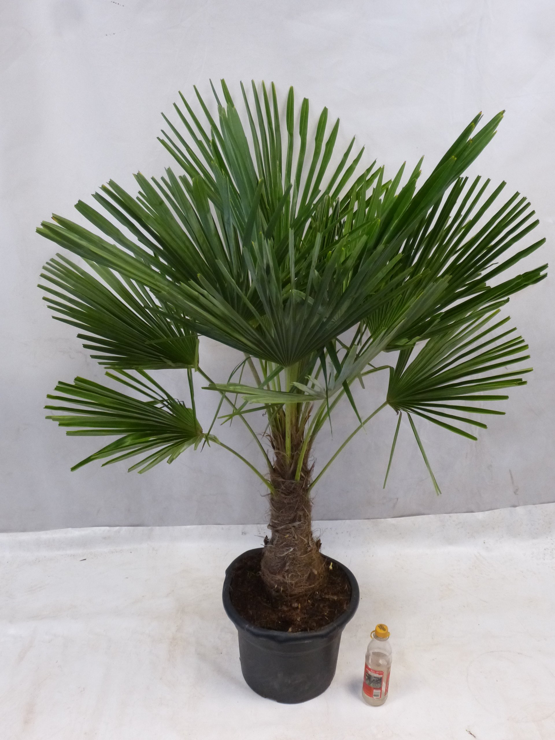 [Palmenlager] - XL Trachycarpus fortunei - Winterharte Palme 170 cm - Stamm 40 cm