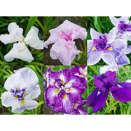 Amazon 花しょうぶ品種見計らい 6株 花