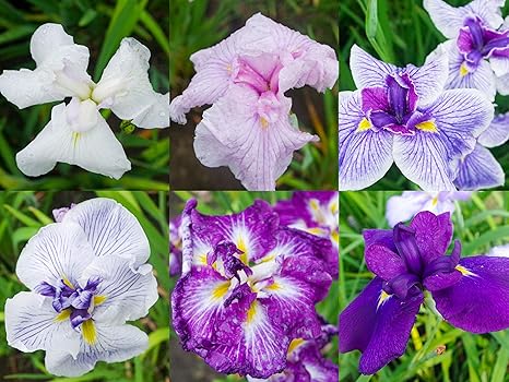 Amazon 花しょうぶ品種見計らい 6株 花