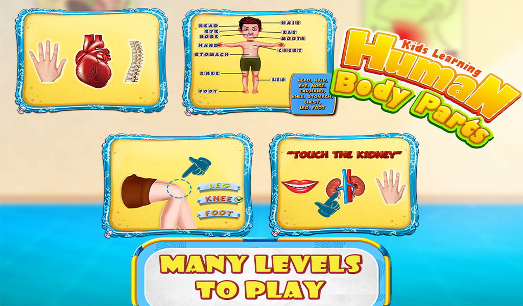 Human Body キット　英語 Edu-Toys | EDU-Science(H.K) Limited (ESL)