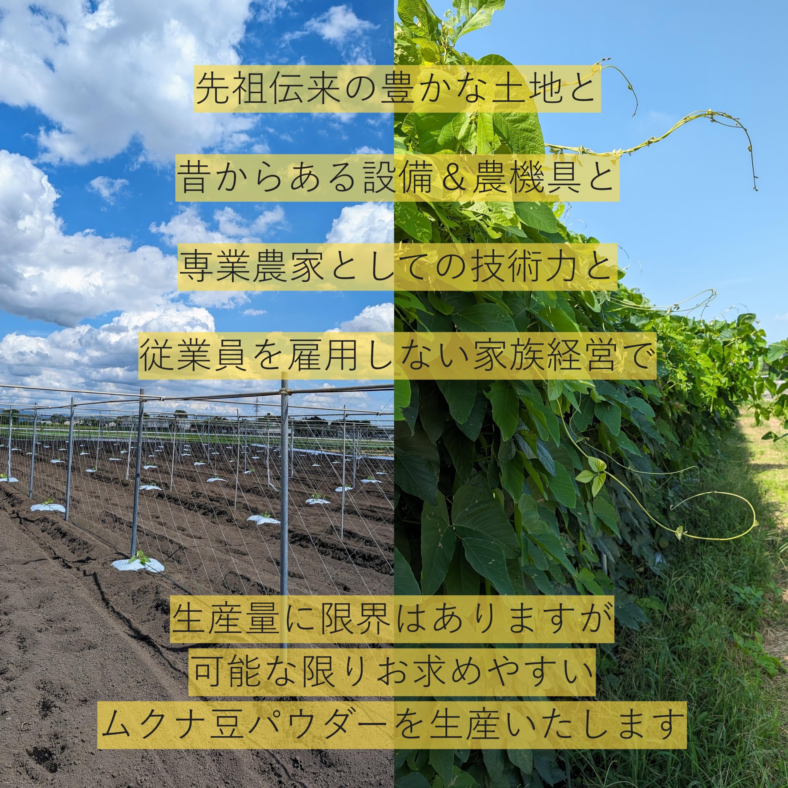 Amazon.co.jp: 国産ムクナ豆 焙煎 粉末 パウダー200g 栃木県で200年