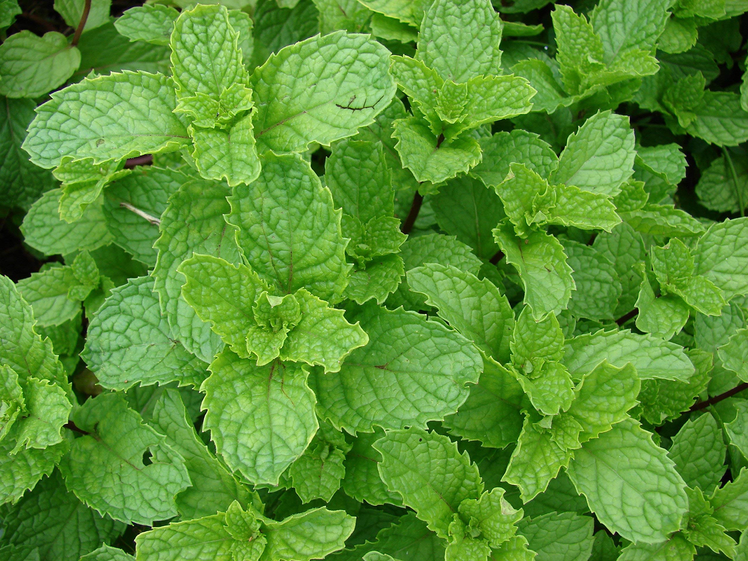 Creative Farmer Spearmint Mint Herb Seeds (Pack of 10) (B07N5JBRYL) Amazon Price History, Amazon Price Tracker