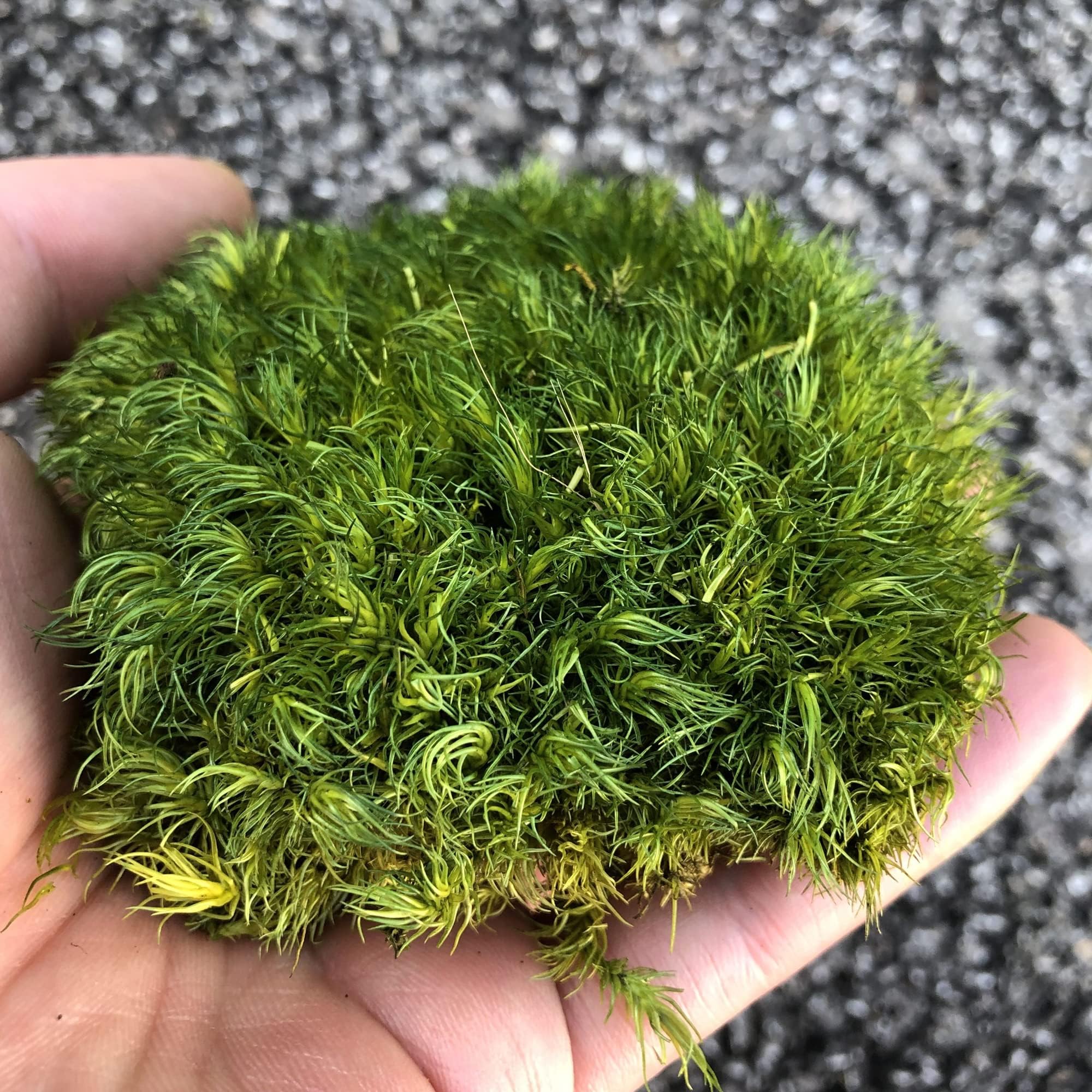 Prefleur Green-A Preserved Pole Moss Pillow Bun Cushion Natural Green Decorative Diy Kit For Terrariums, Gardening, Art Wall Decor, Florist, Easter Table, Wedding (, 1.5 Sq.ft.)