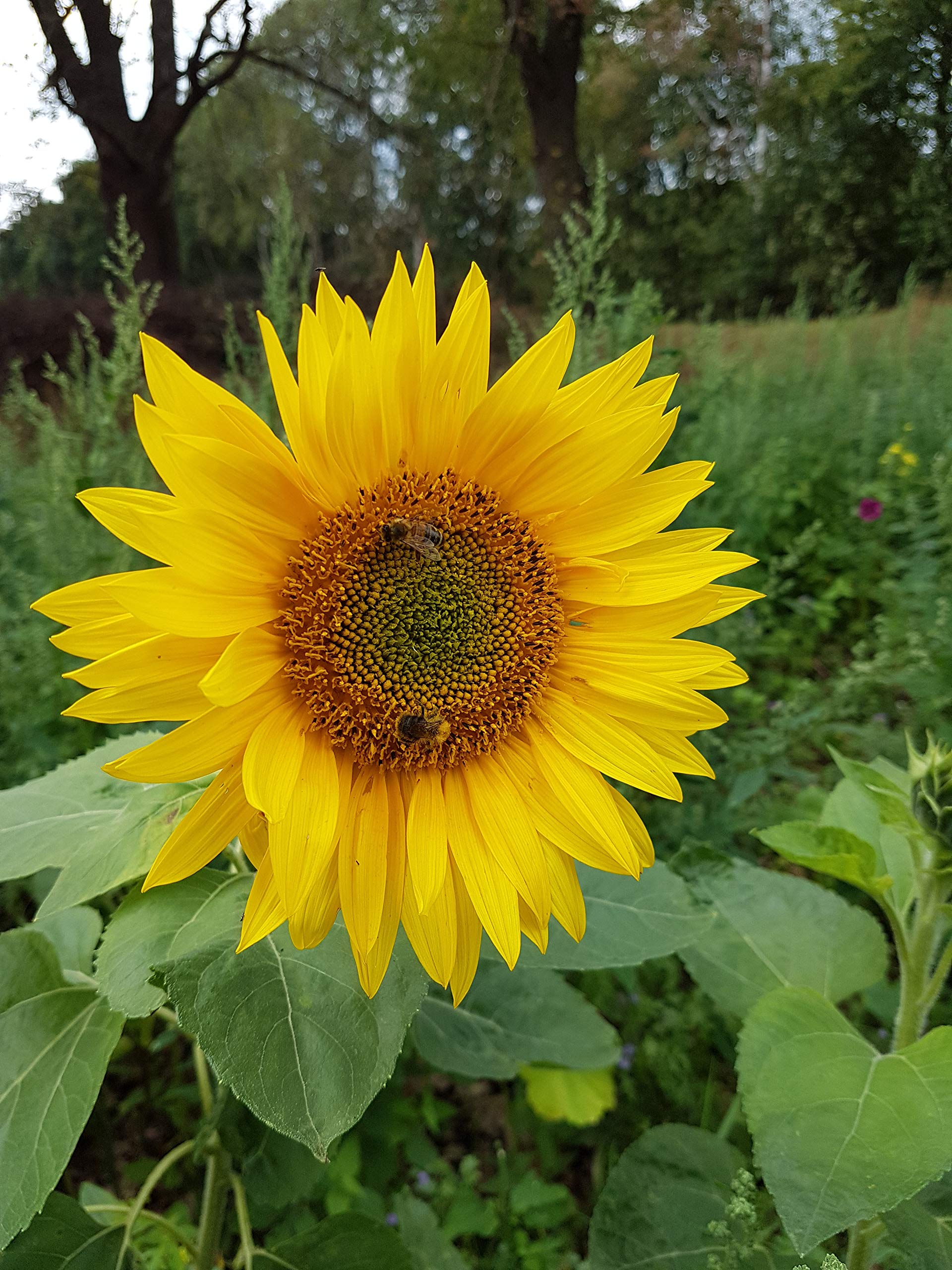 Blumensamen Bienenfreude Wildblumenmischung Saatgut Insekten Bienen bunte Seedbombs Samen 100-500 m² zur Auswahl ein- und mehrjährig (für 500 qm)