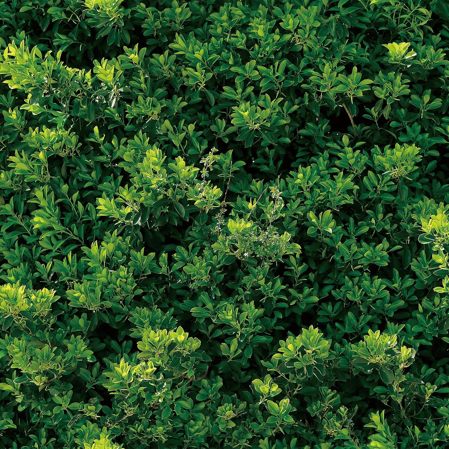 YENHOME Green Leaf Wallpaper Peel and Stick 17.7"X118" Spring Greenery Leaves Wallpaper for Bedroom Birthday Wedding Self Adhesive Green Contact Paper Self Adhesive Grass Wall Backdrop Vinyl Wrap