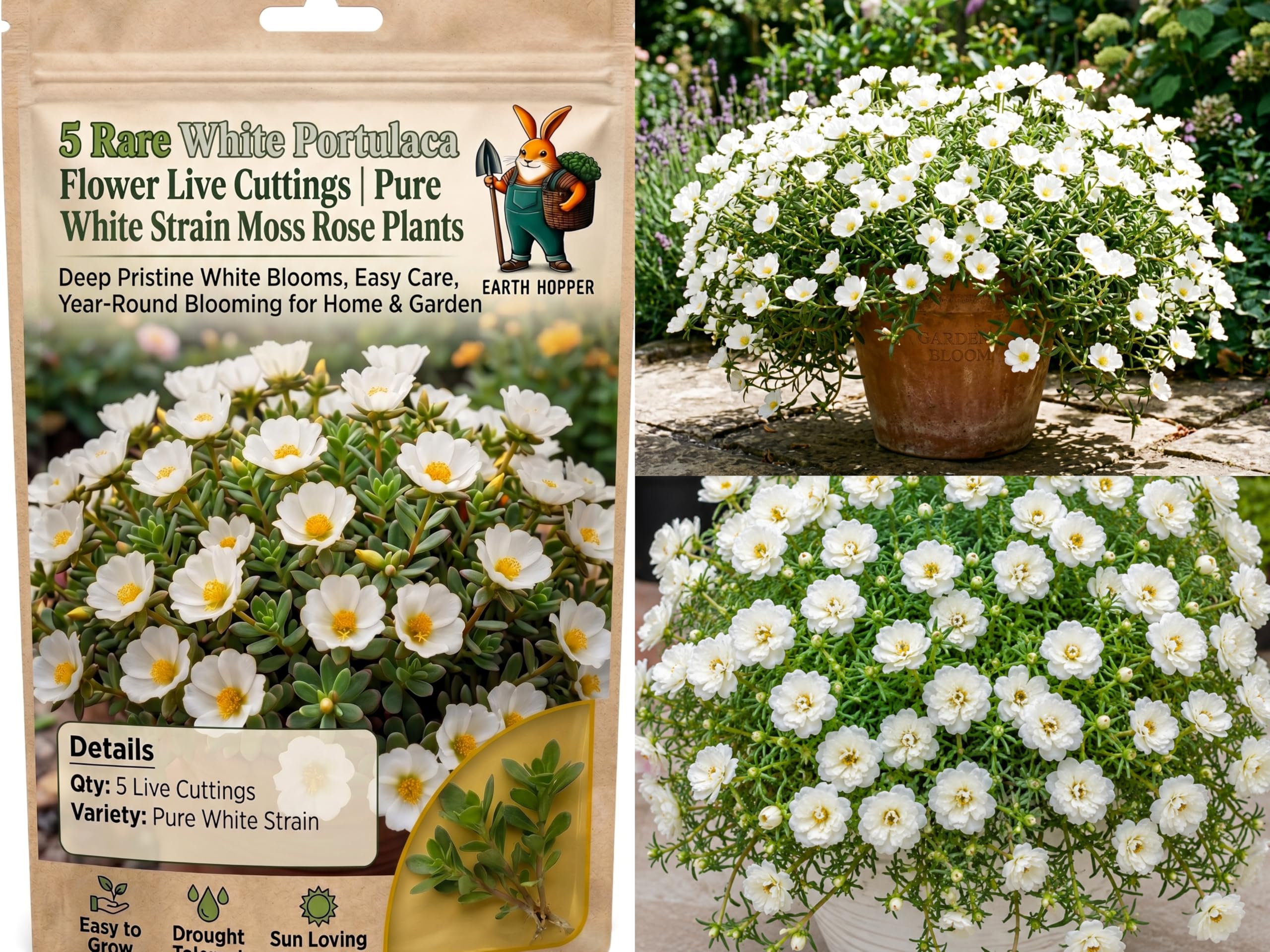 5 Rare Portulaca Hybrid Flower Live Cuttings | Mixed Multi-Color Moss Rose Plants | Easy Care, Year-Round Blooming Flowers for Home & Garden (WHITE)-image-13