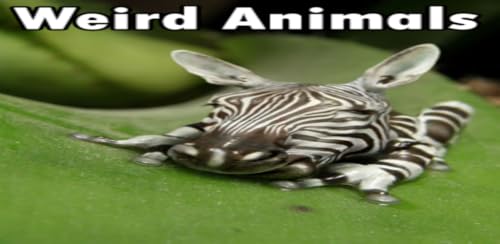 Weird Animals – vue 5