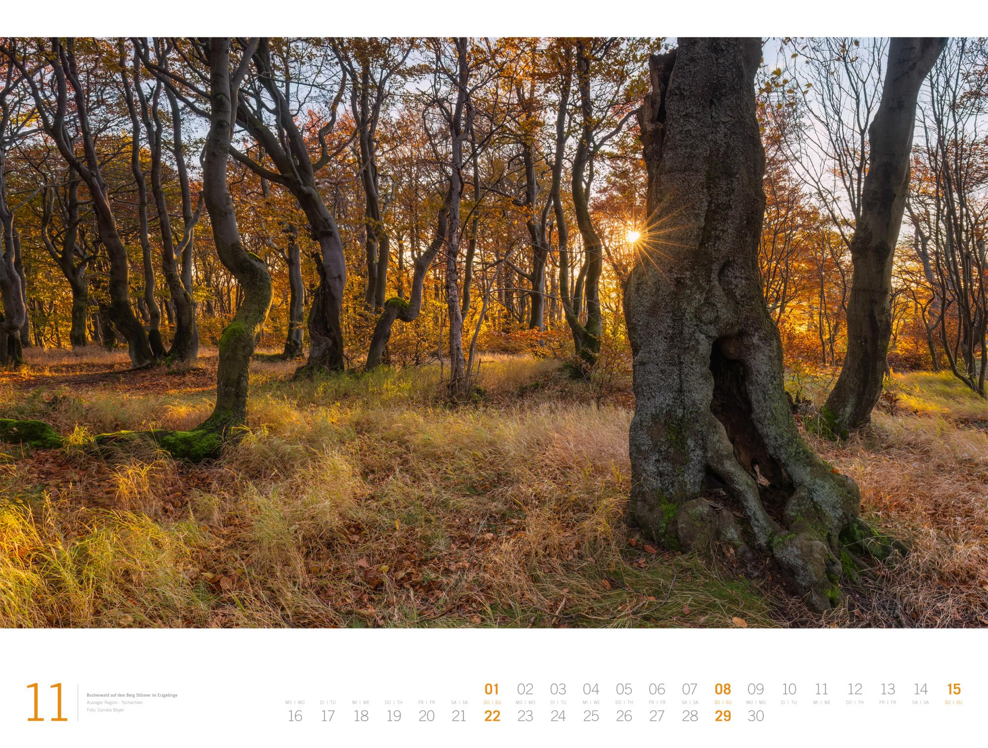 Wald Gallery Kalender 2026 | Geschmackvoller Natur-Kalender im großen Querformat (66x50 cm) | Wälder und Bäume im Großformat