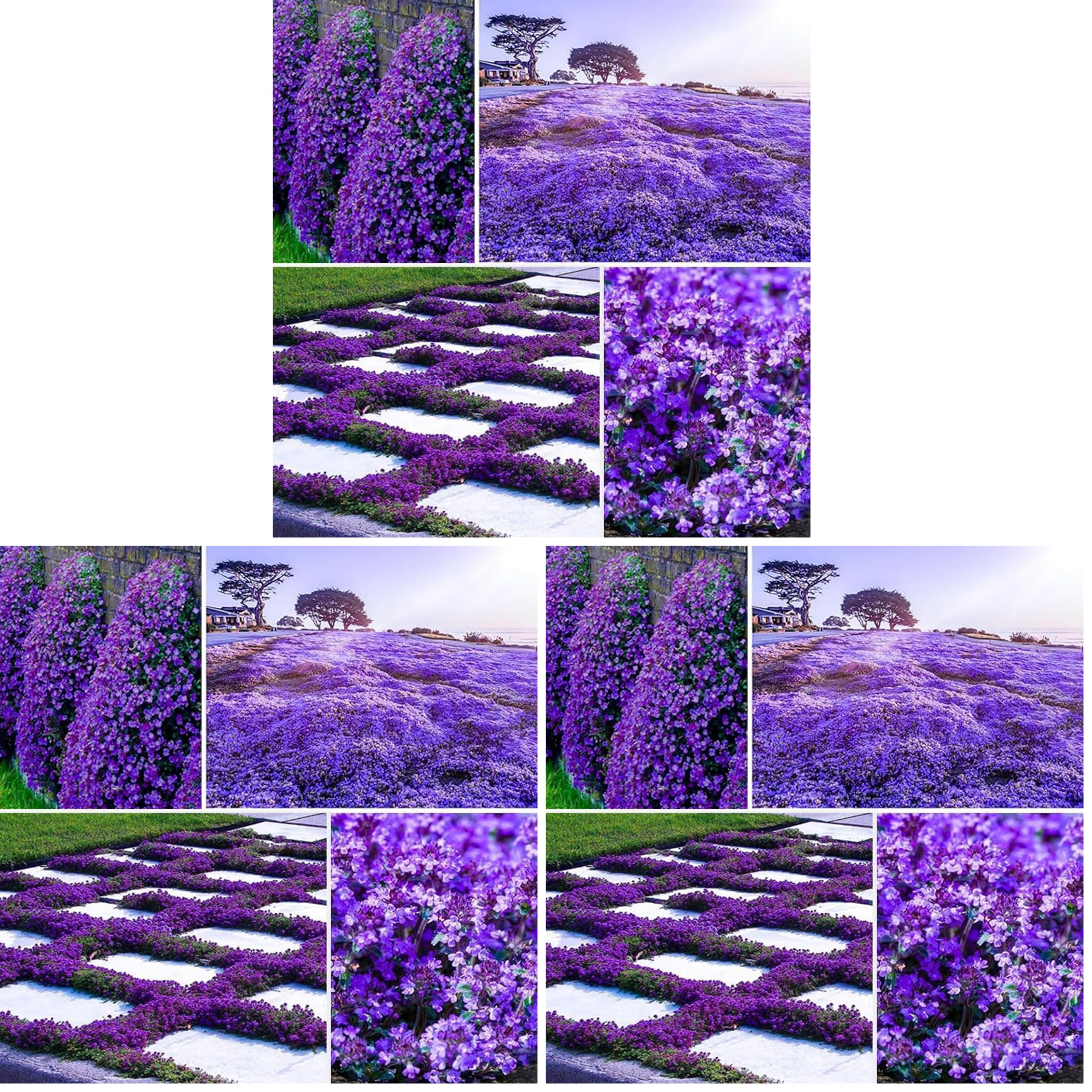 VISTATU Magic Purple Creeping Thyme Seeds