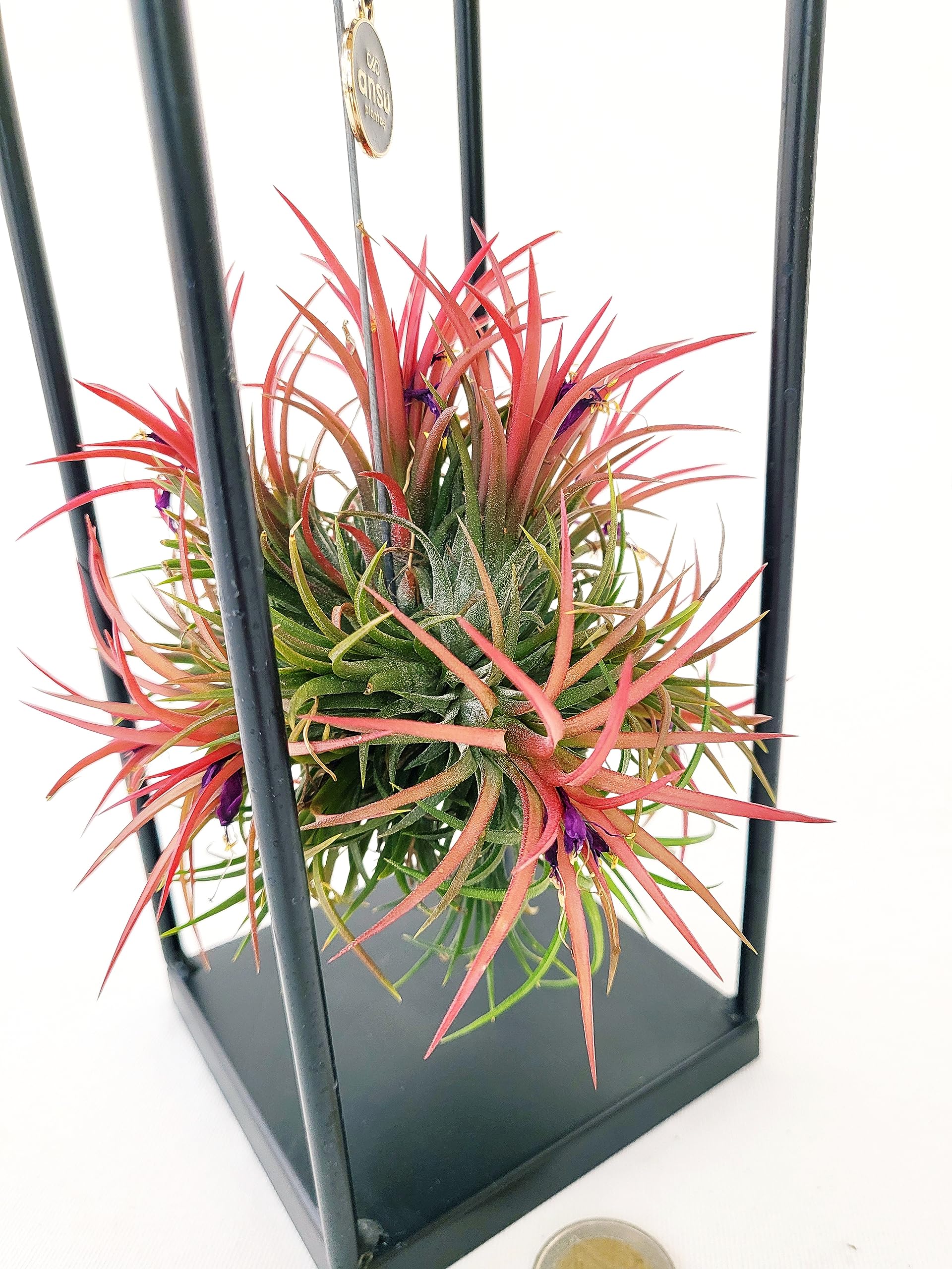POWERS TO FLOWERS - TILLANDSIA DELL'ARIA MAGIC RED IN SUPPORTO FERRO, pianta vera