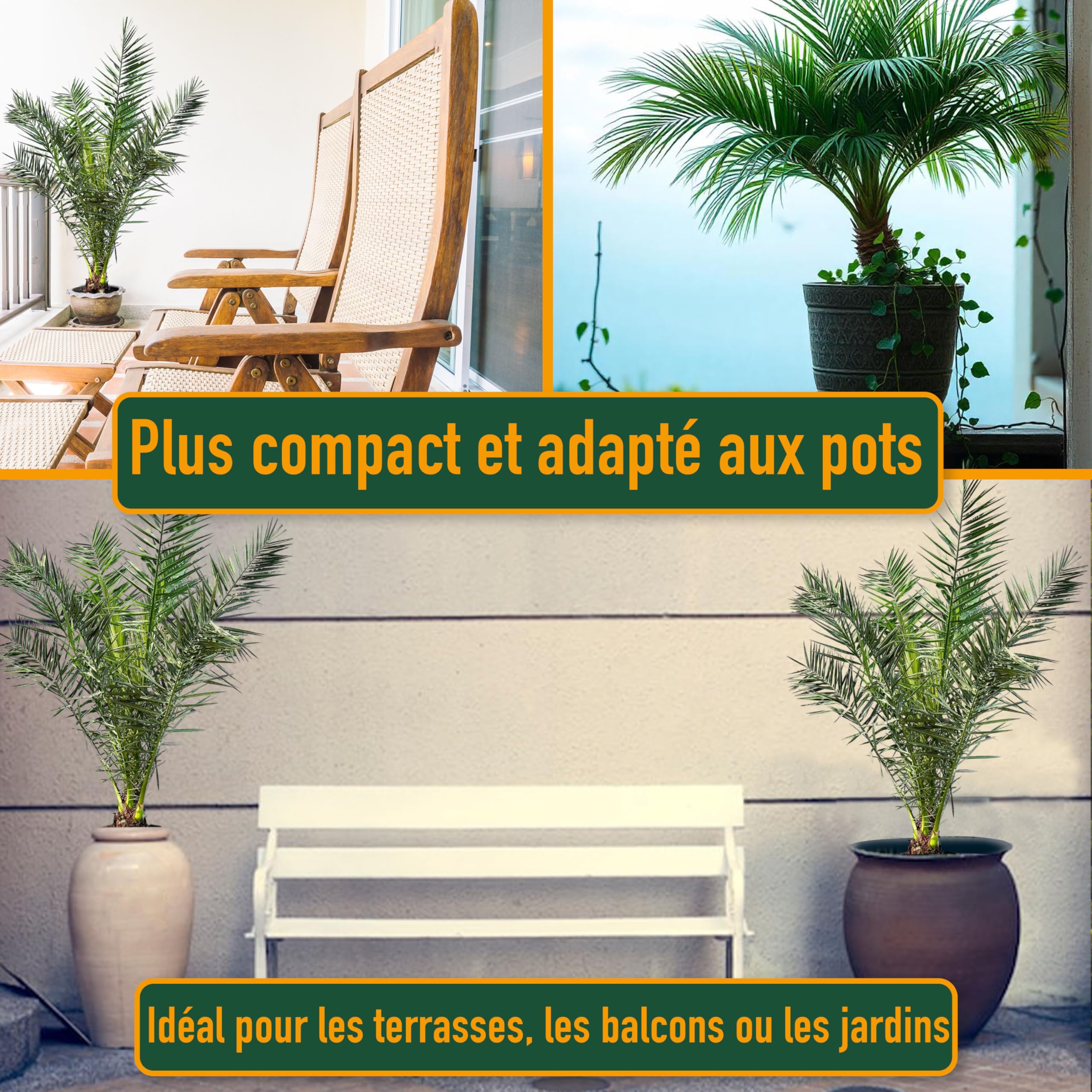 Palmier - Phoenix Canariensis - 140-160 centimètres - Palmier Dattier