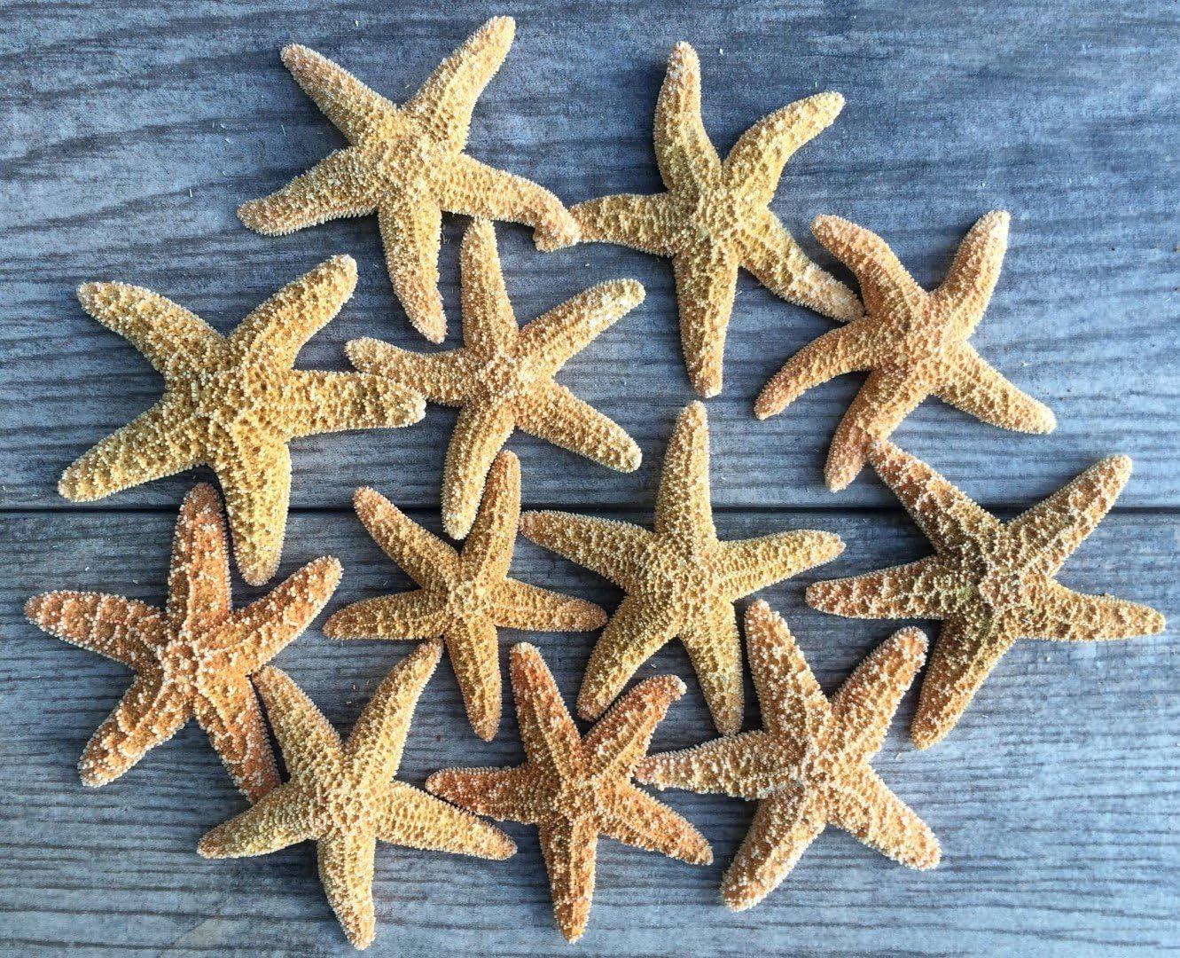 Nautical Crush Trading Real Starfish - 12 Brown Sugar Starfish (2-3in) - Starfish for Crafts - Star Fish Shells Decorations - Starfish Decor - Sea Star - Starfish Decorations - Starfish Shells