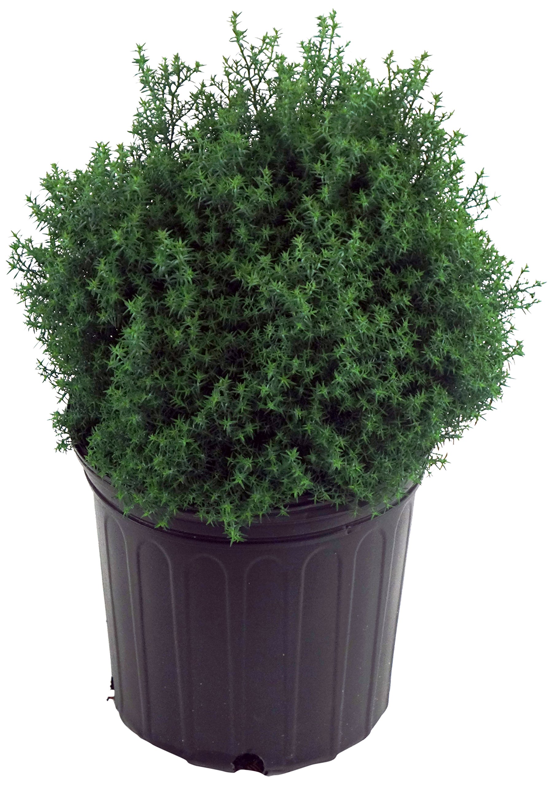 Hinoki Cypress Blue Feathers