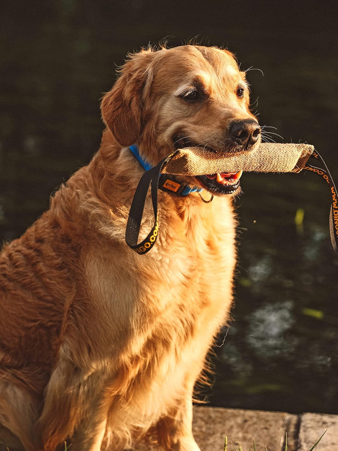 DINGO Jute Tug Toy Reinforced 2 Handles Pull Rope... 25 DINGO Jute Tug Toy Reinforced 2 Handles Pull Rope...